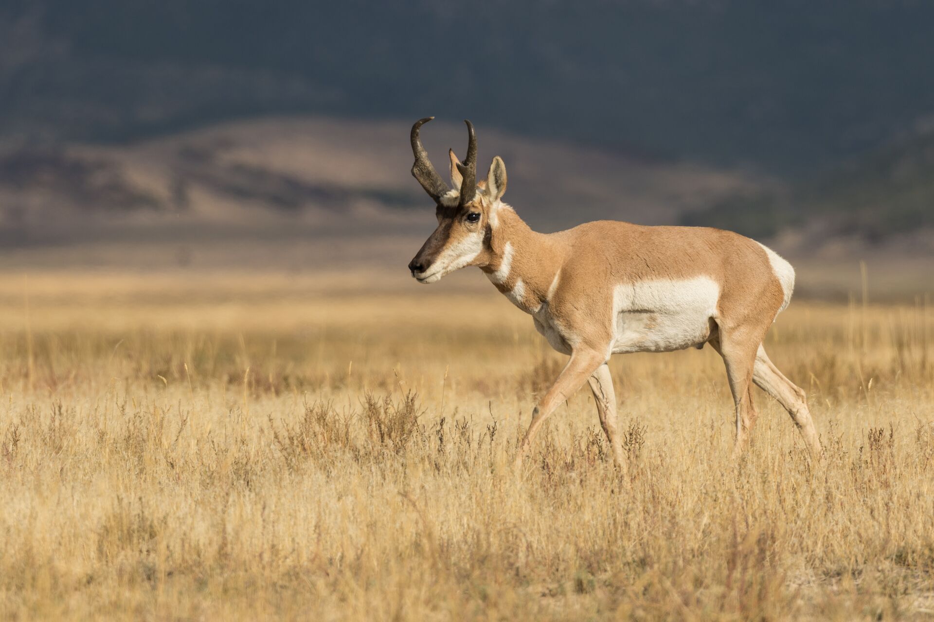 A pronghorn buck walks through a field, Utah hunting seasons concept.