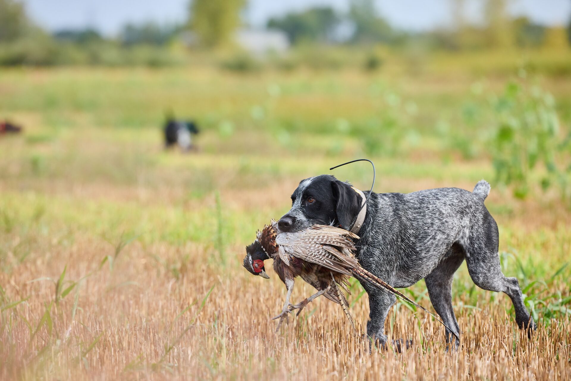Dog carries pheasant during hunt,  best places to hunt pheasant in Ohio concept.