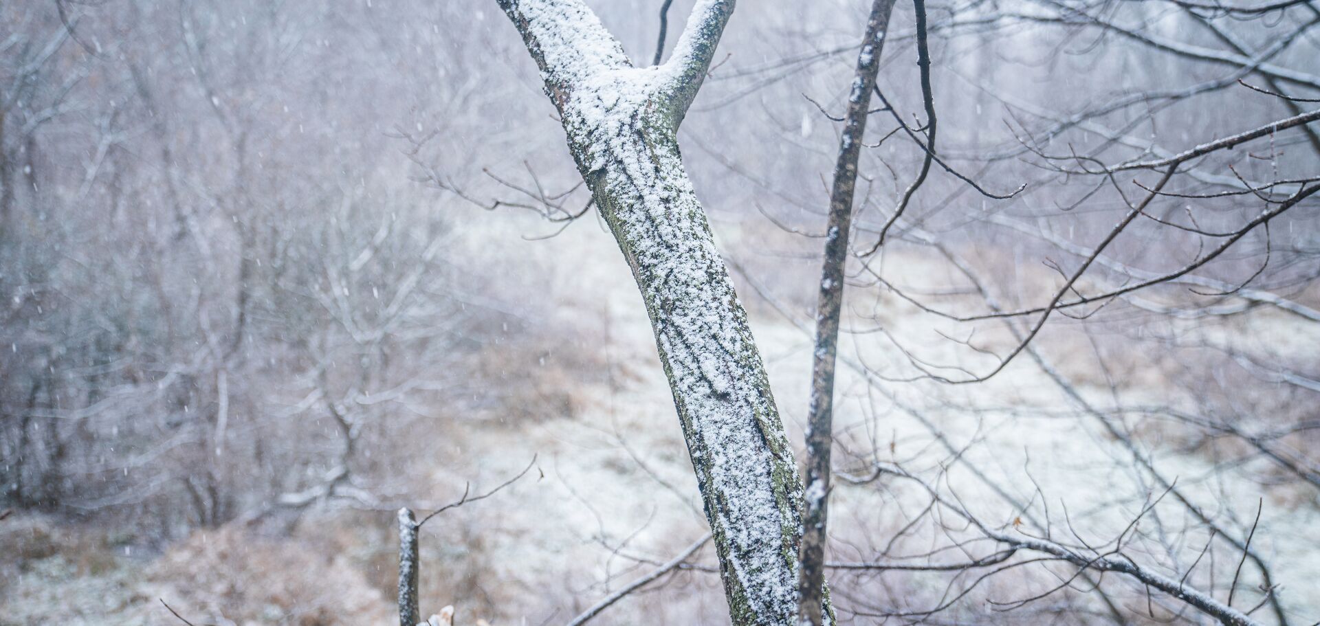 Snow on trees, deer hunting in December concept.
