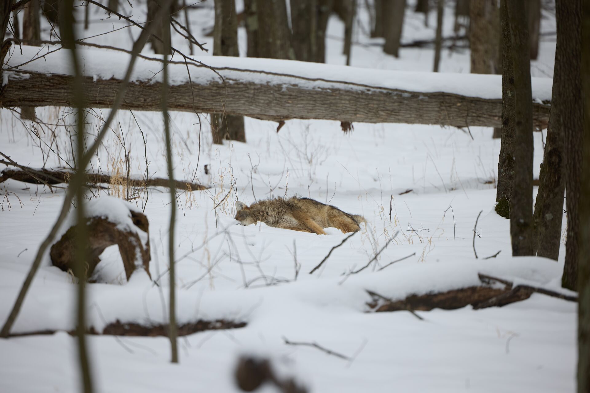 Coyote down in snow near fence after hunt, coyote hunting season concept.