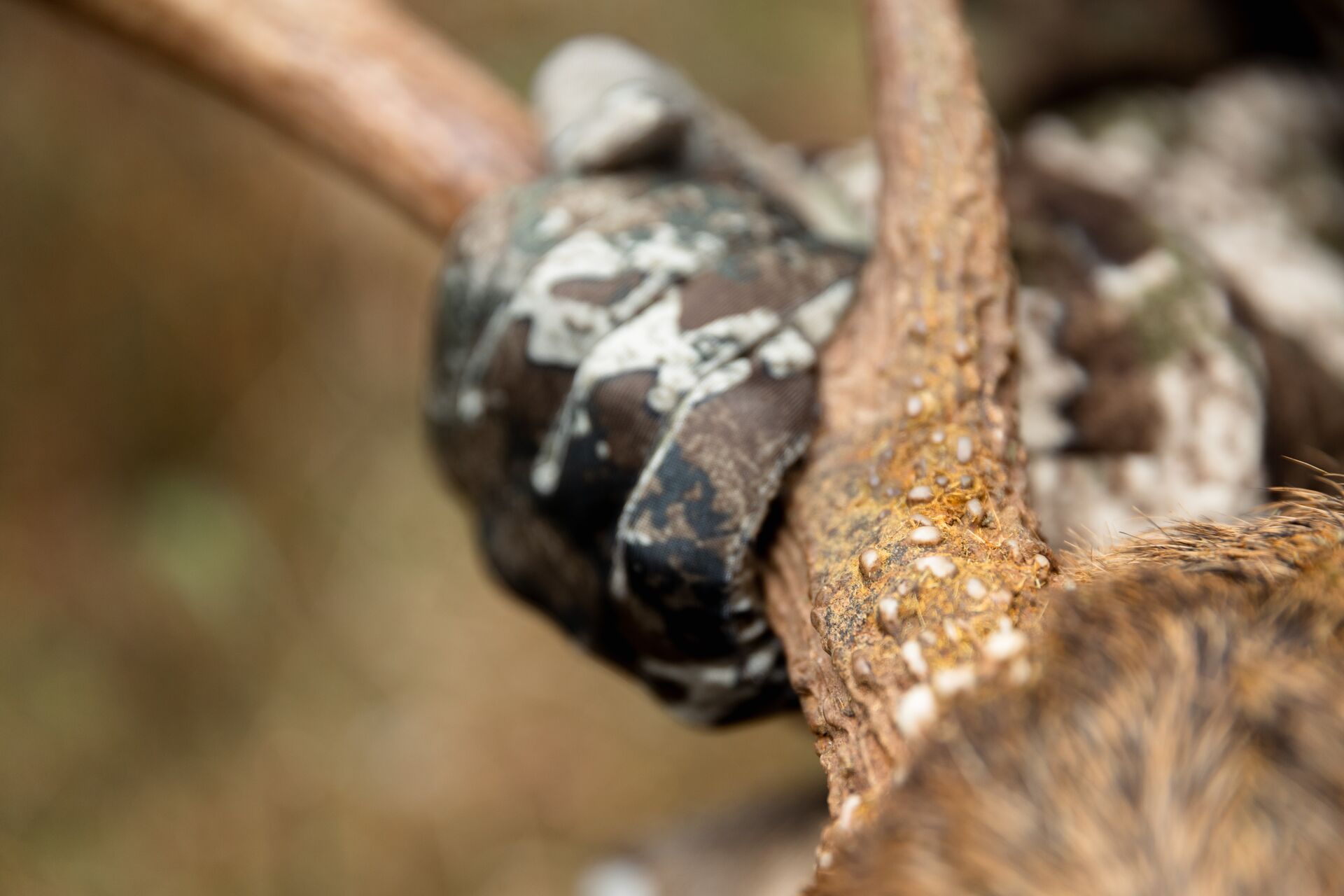 Close-up of a hand holding deer antlers, deer season Florida concept.