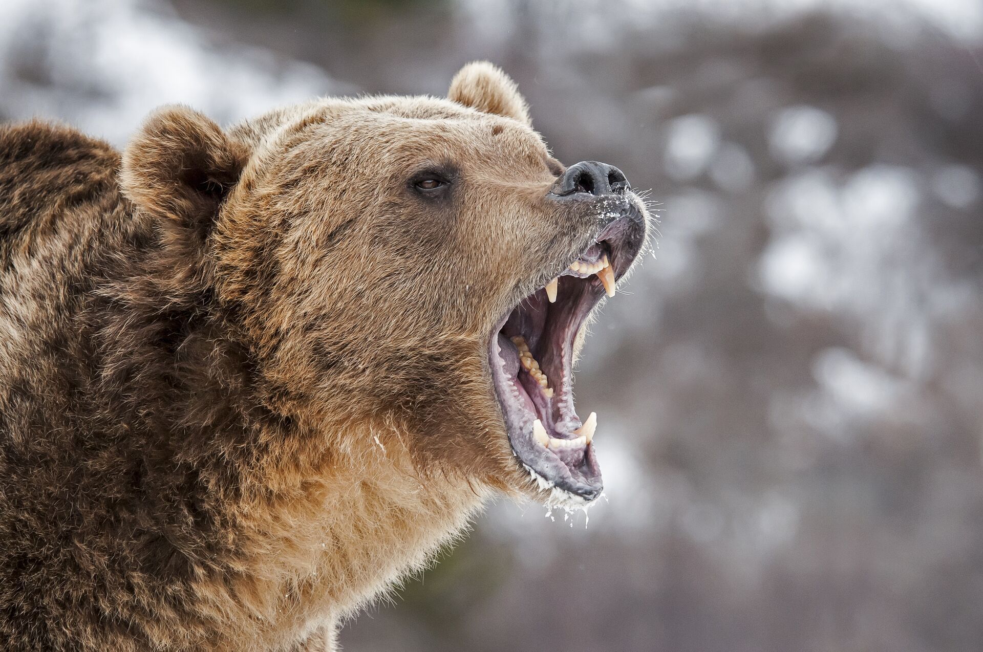 Close-up of a brown bear growling, plan for brown bear hunting concept.