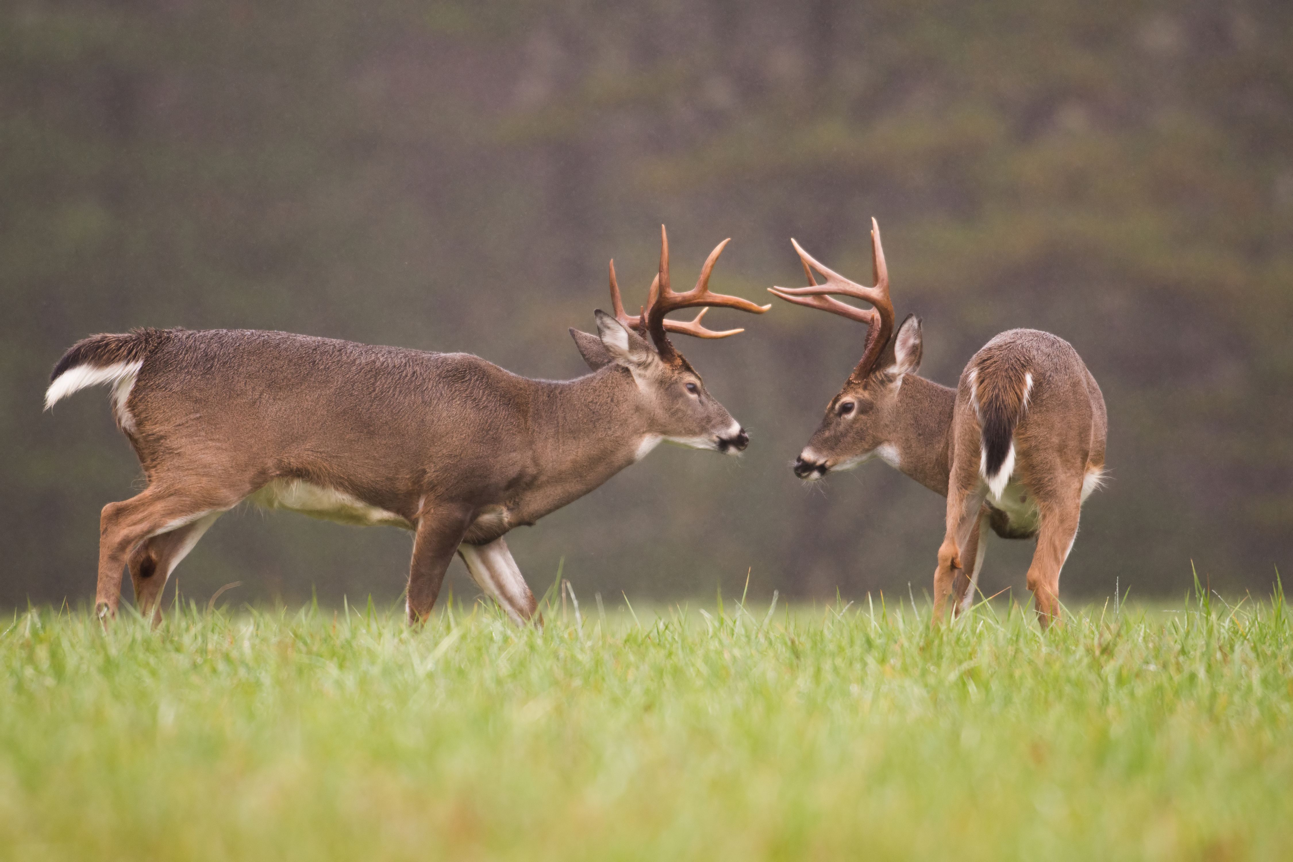 Two whitetail bucks about to lock antlers.