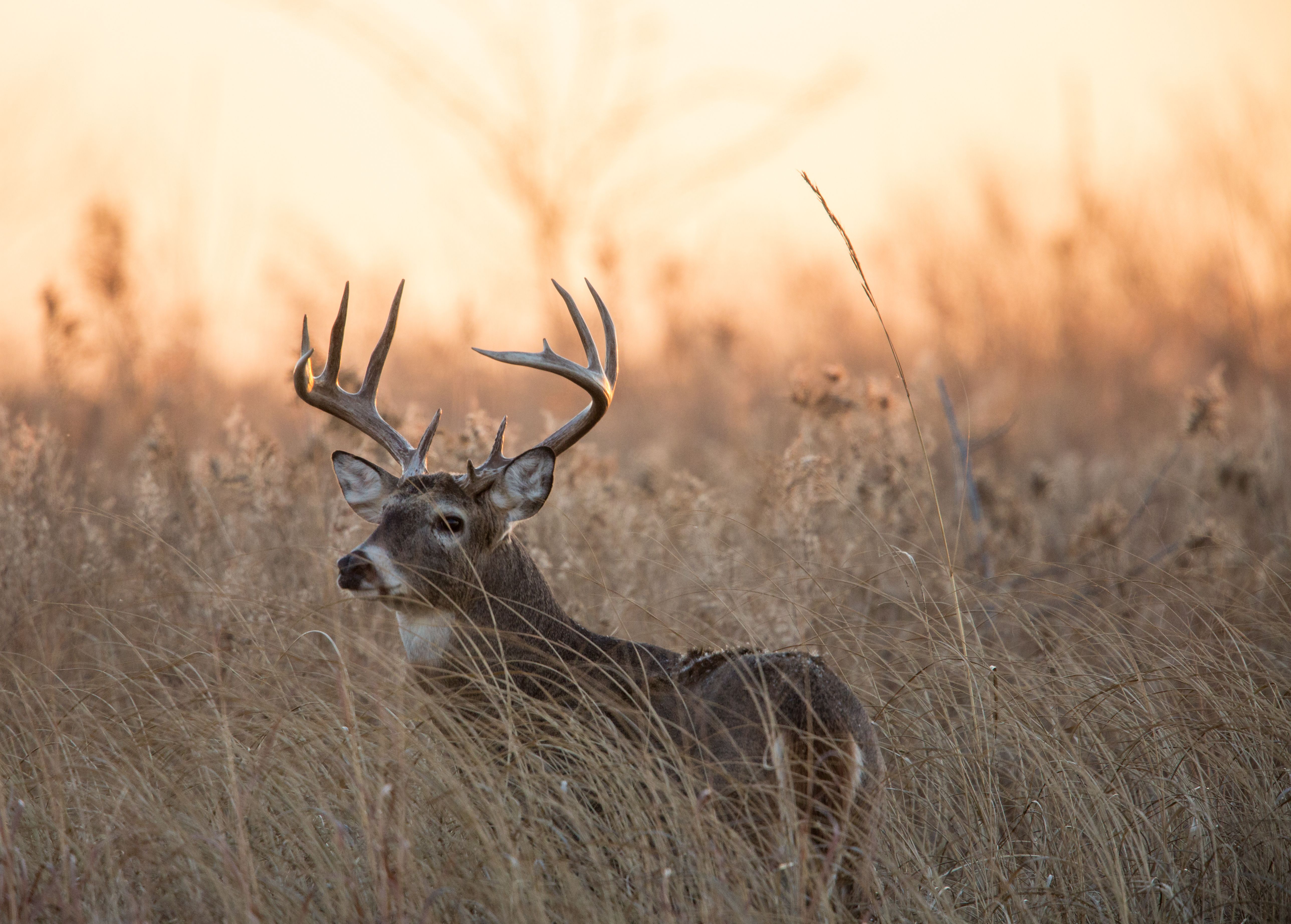 A whitetail buck in tall grass, hunting deer in Tennessee concept.