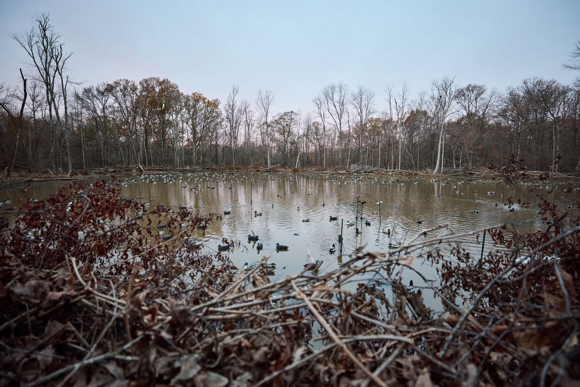 A wide view of ducks and waterfowl decoys on the water.