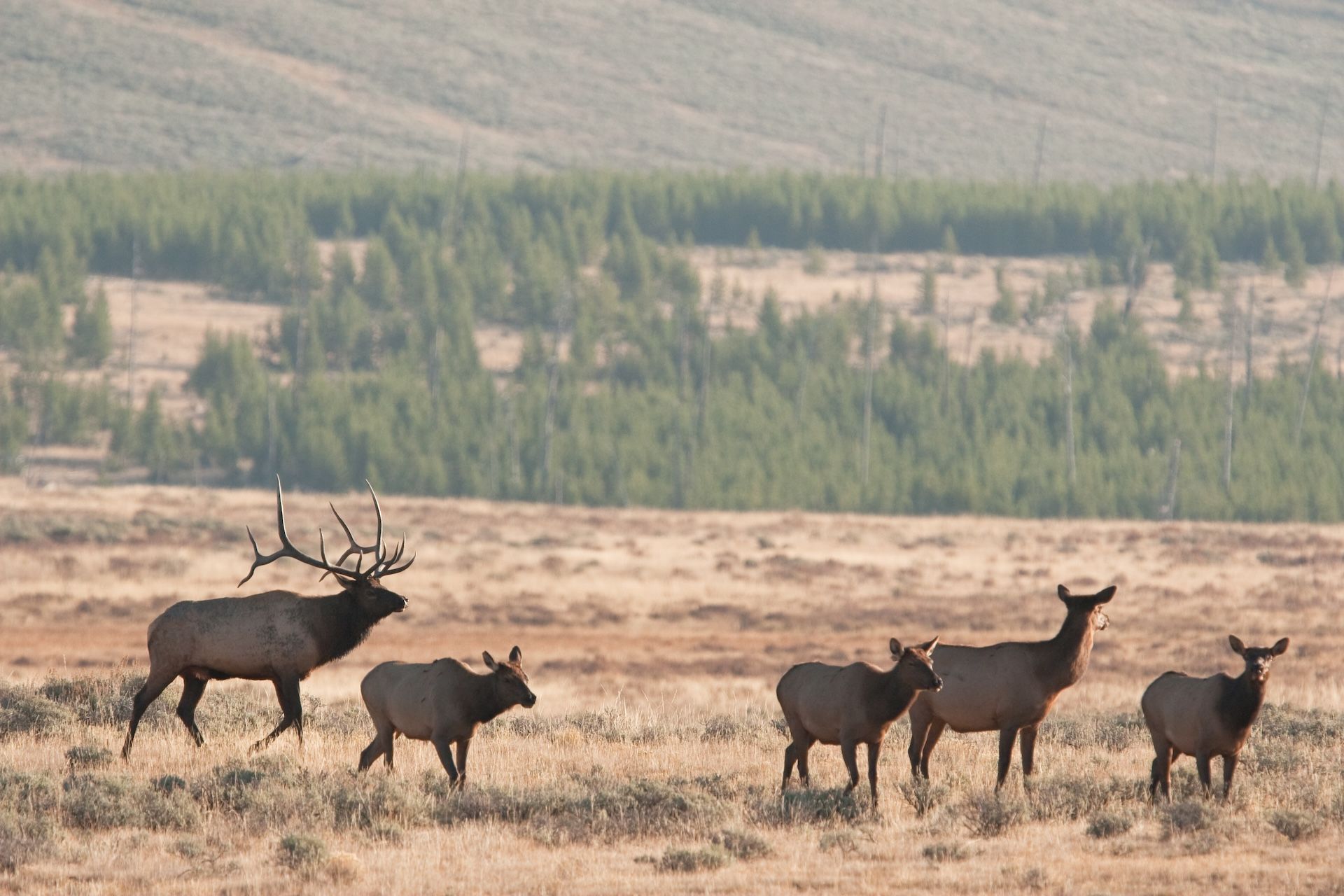 Elk herd in a clearing, why do elk bugle concept.