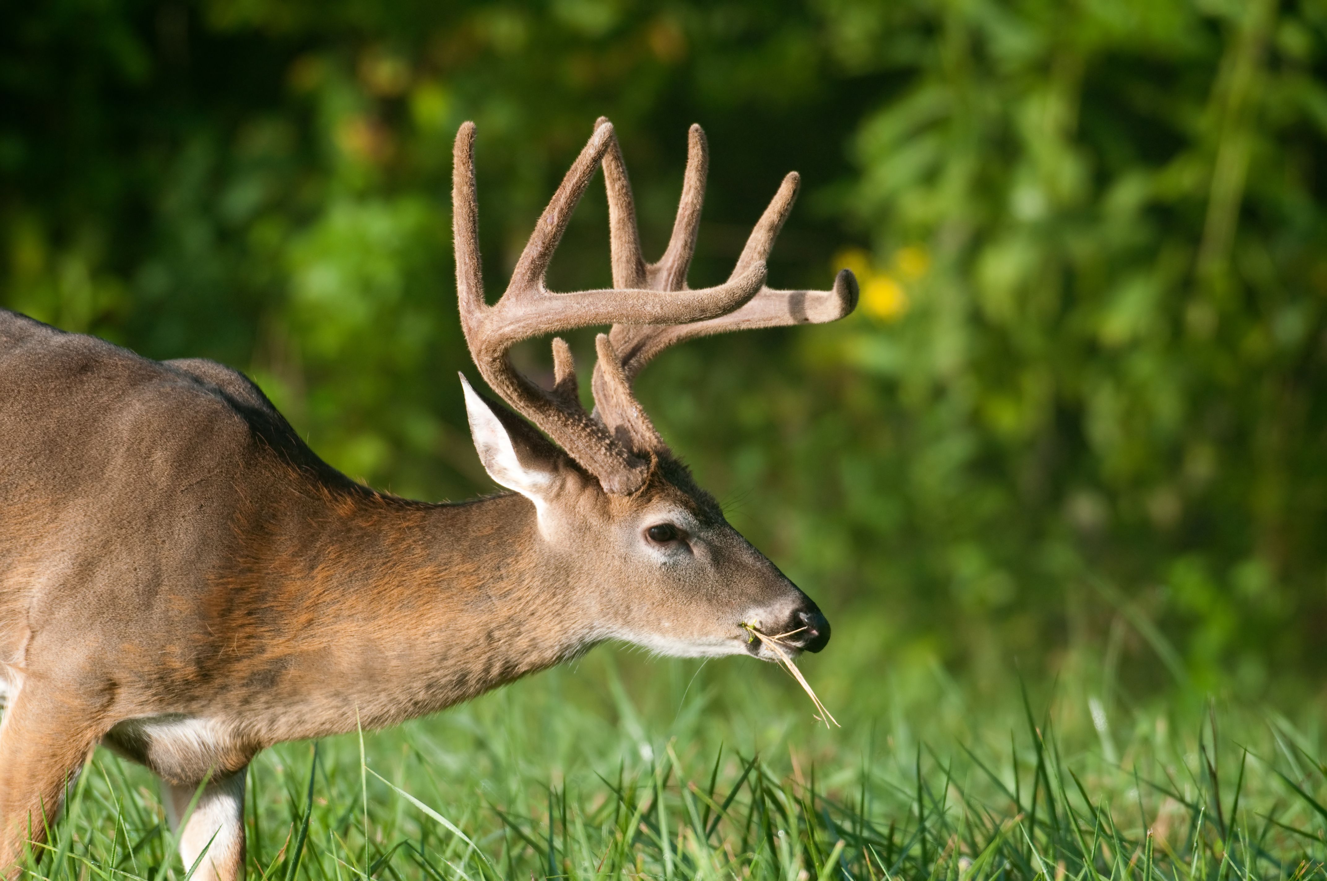 A whitetail buck in a green field, creating a food plot concept.