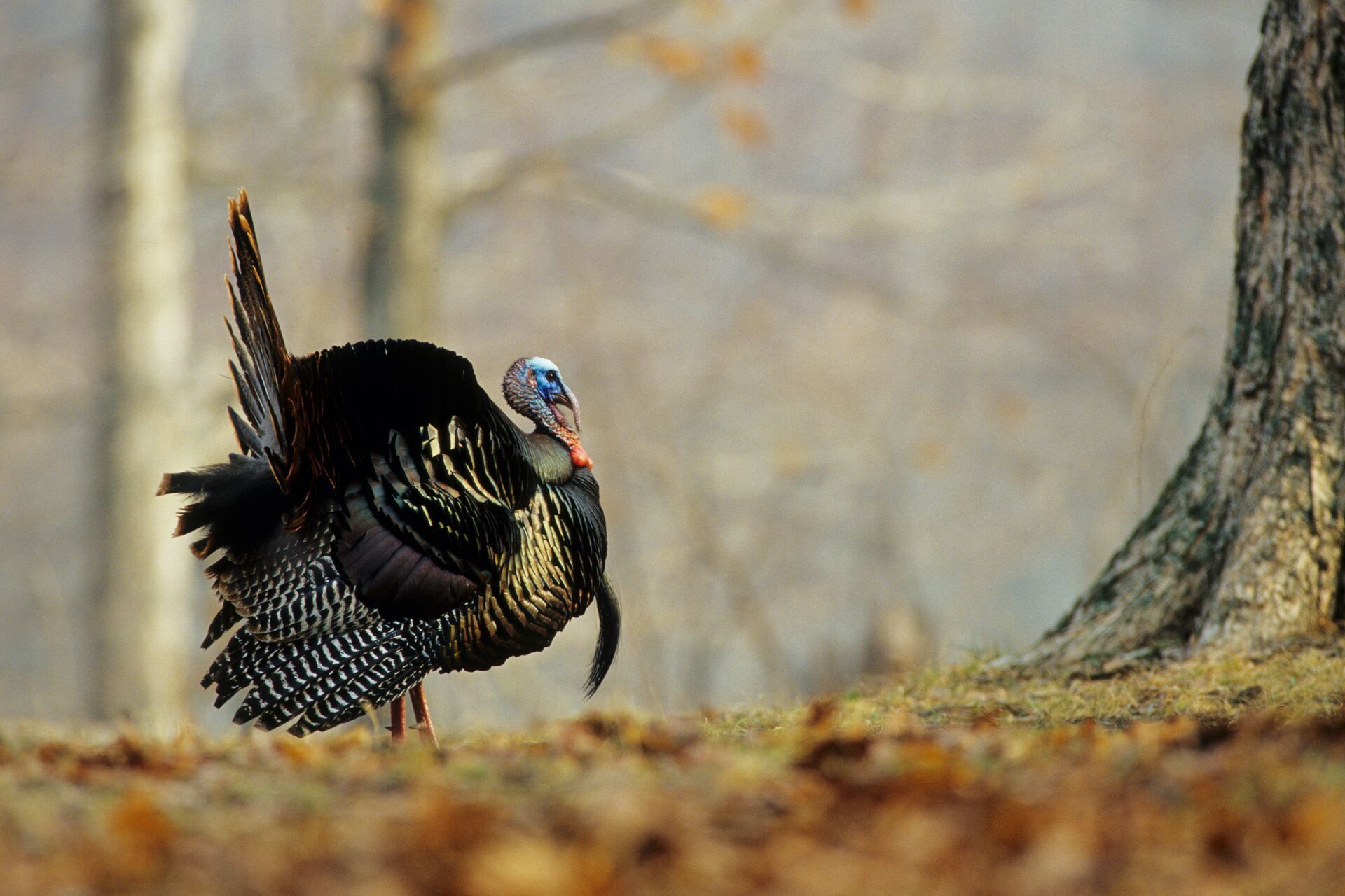 Eastern turkey near a tree, Virginia turkey hunting concept.