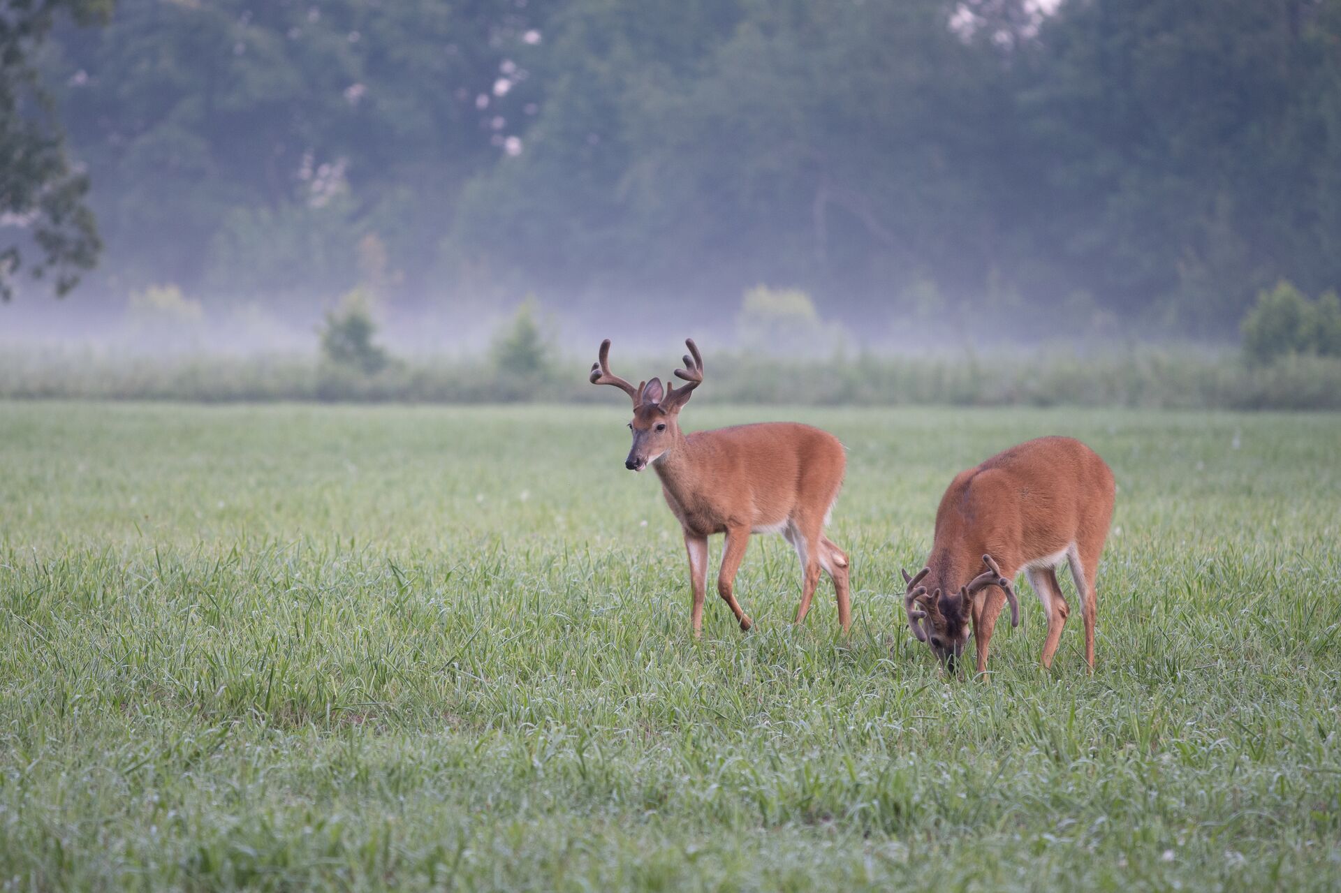 Two whitetail bucks grazing in a green field, deer season SC concept.
