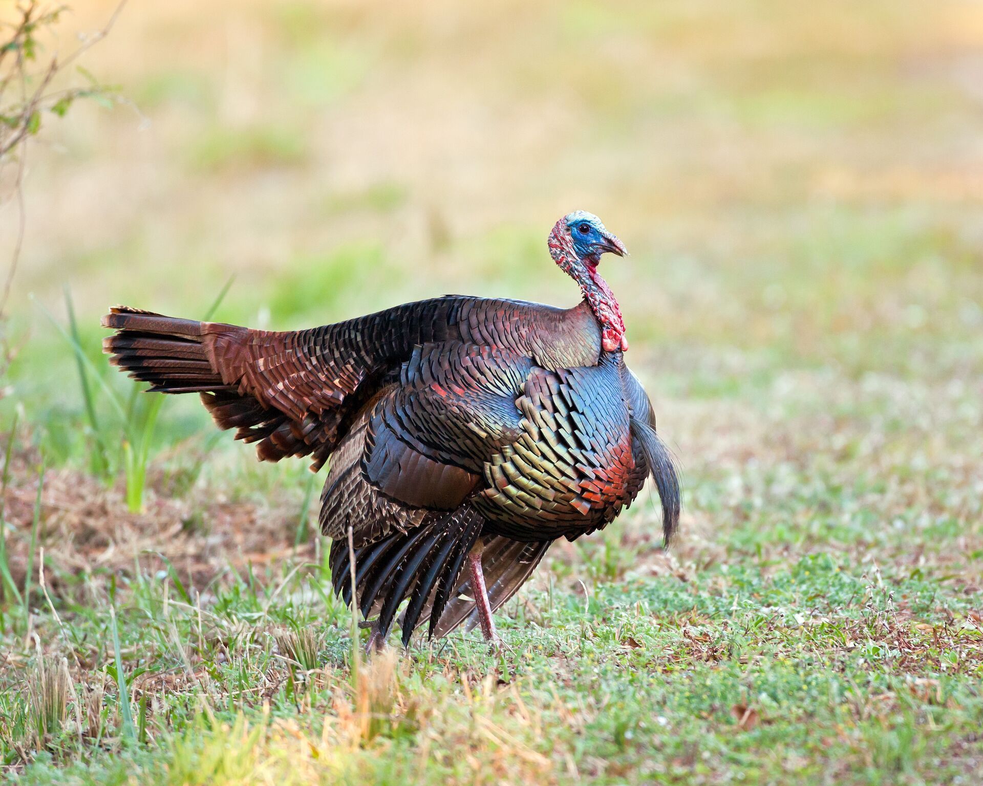 An Osceola turkey in a field.