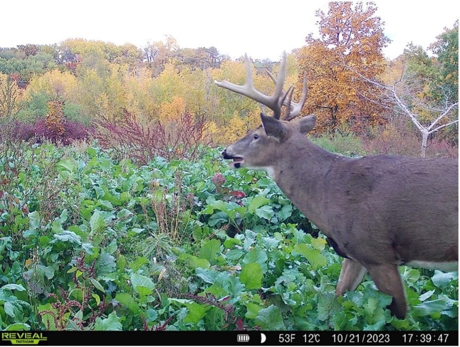 A whitetail buck in a food plot seen through a trail cam.
