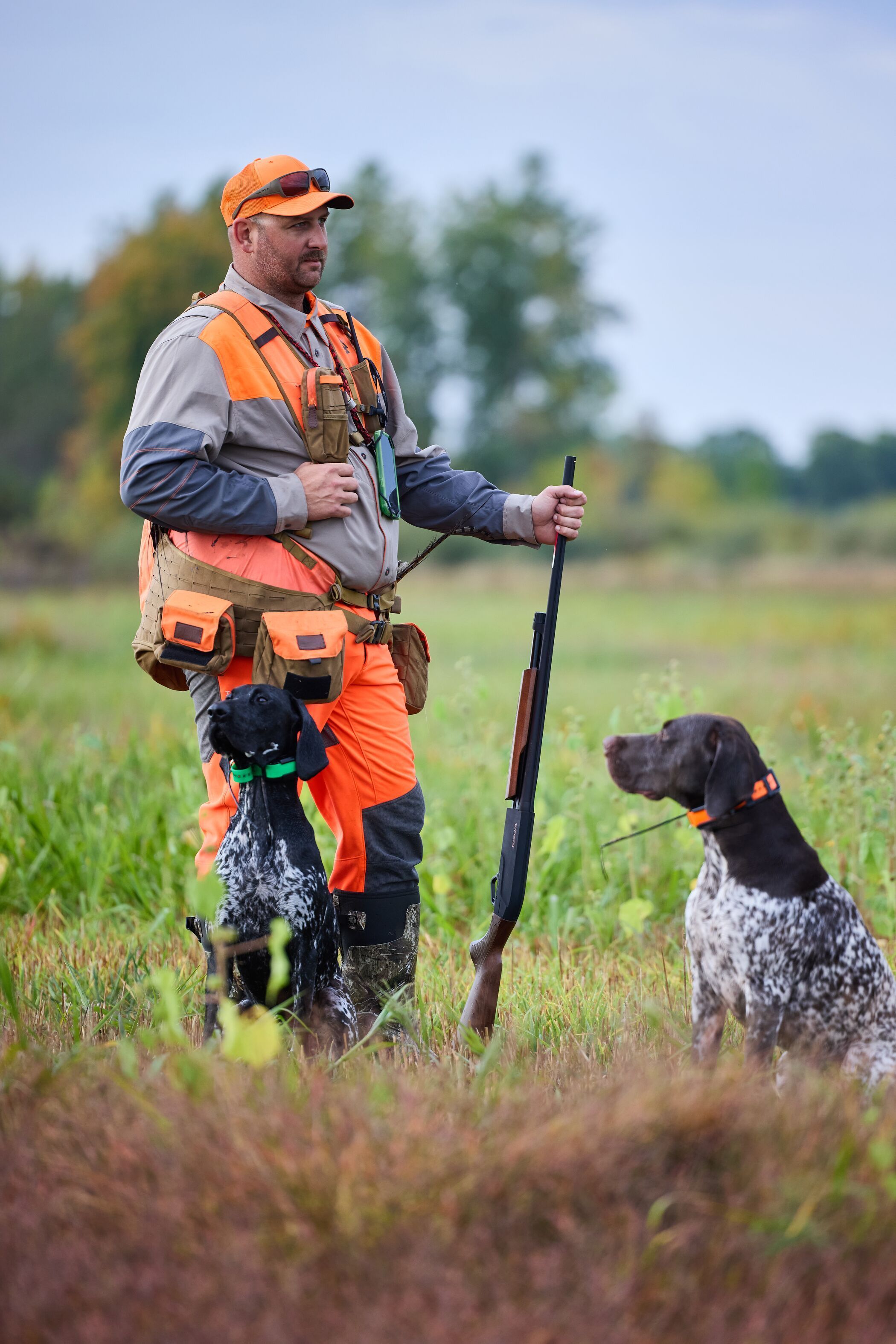 Hunter in blaze orange with shotgun and dog for pheasant hunt.