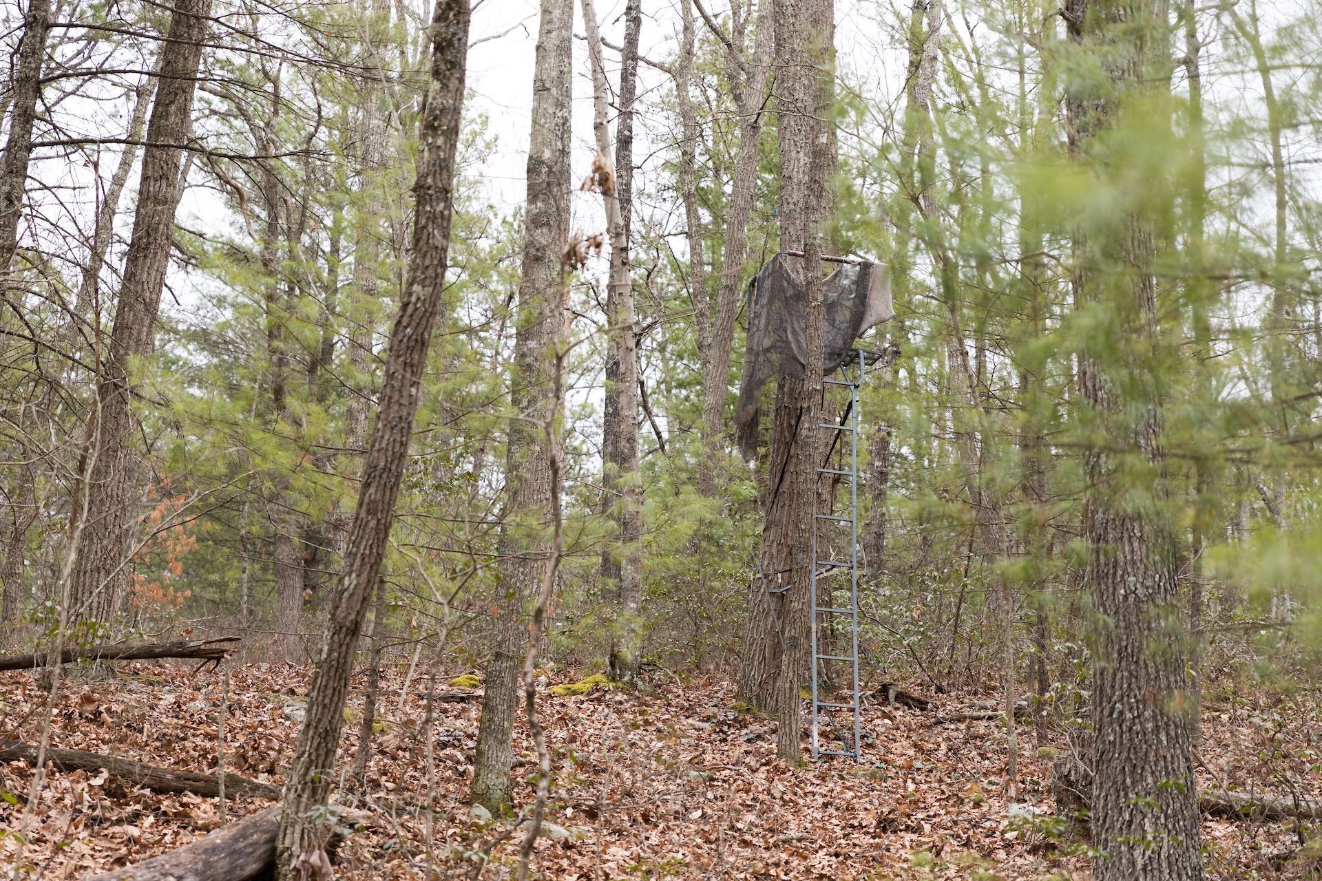 Homemade hunting stand near tree, how to build a ladder stand concept.
