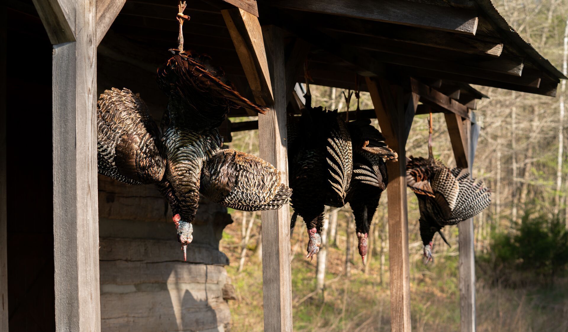 Turkeys hang from the eave of a cabin, turkey hunting tips concept.