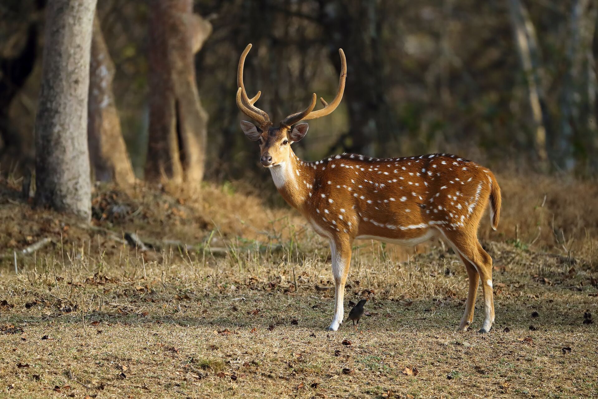 An axis deer buck stands near trees, Hawaii hunting concept.