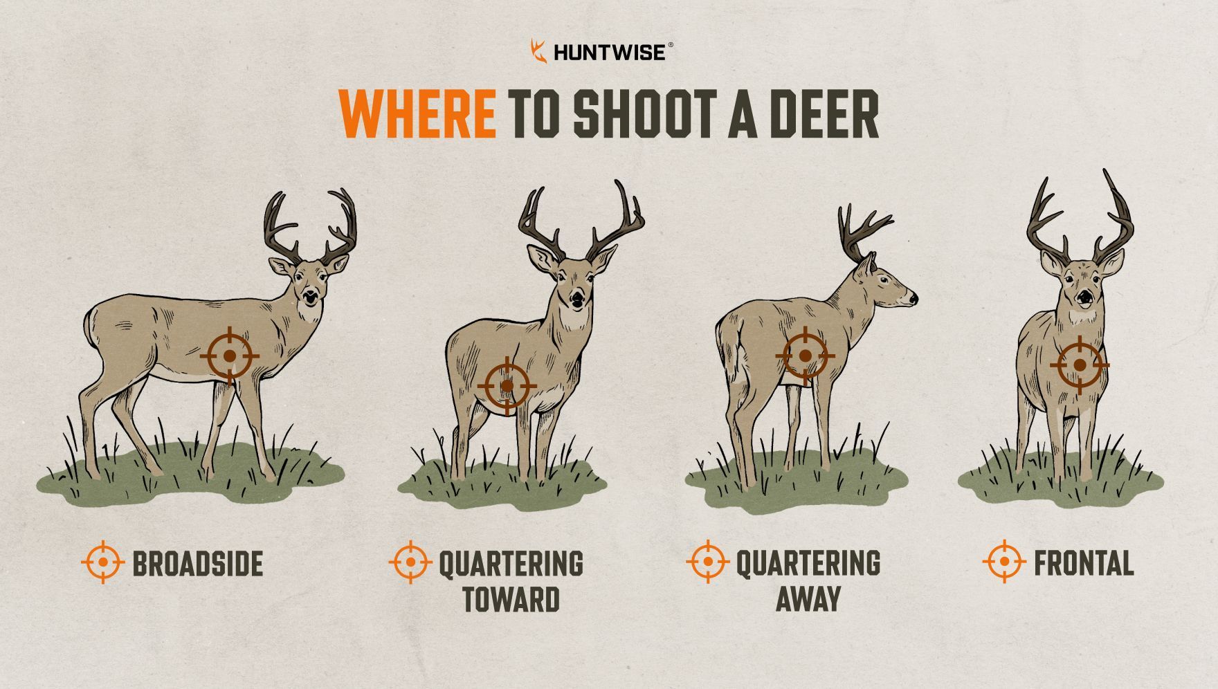 Deer shot placement chart showing where to shoot a deer,