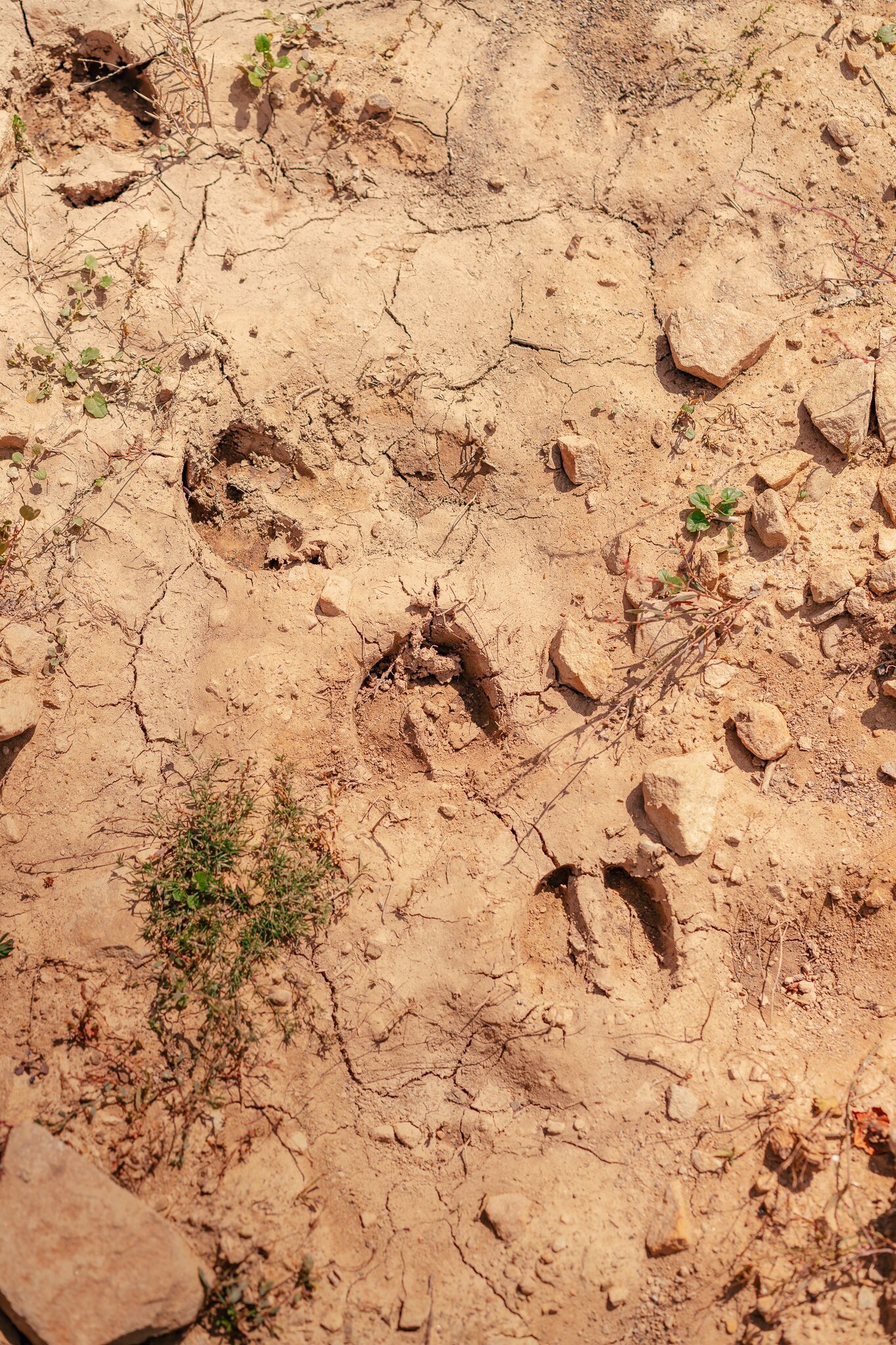 Elk tracks in dirt, whitetail vs elk tracks concept.