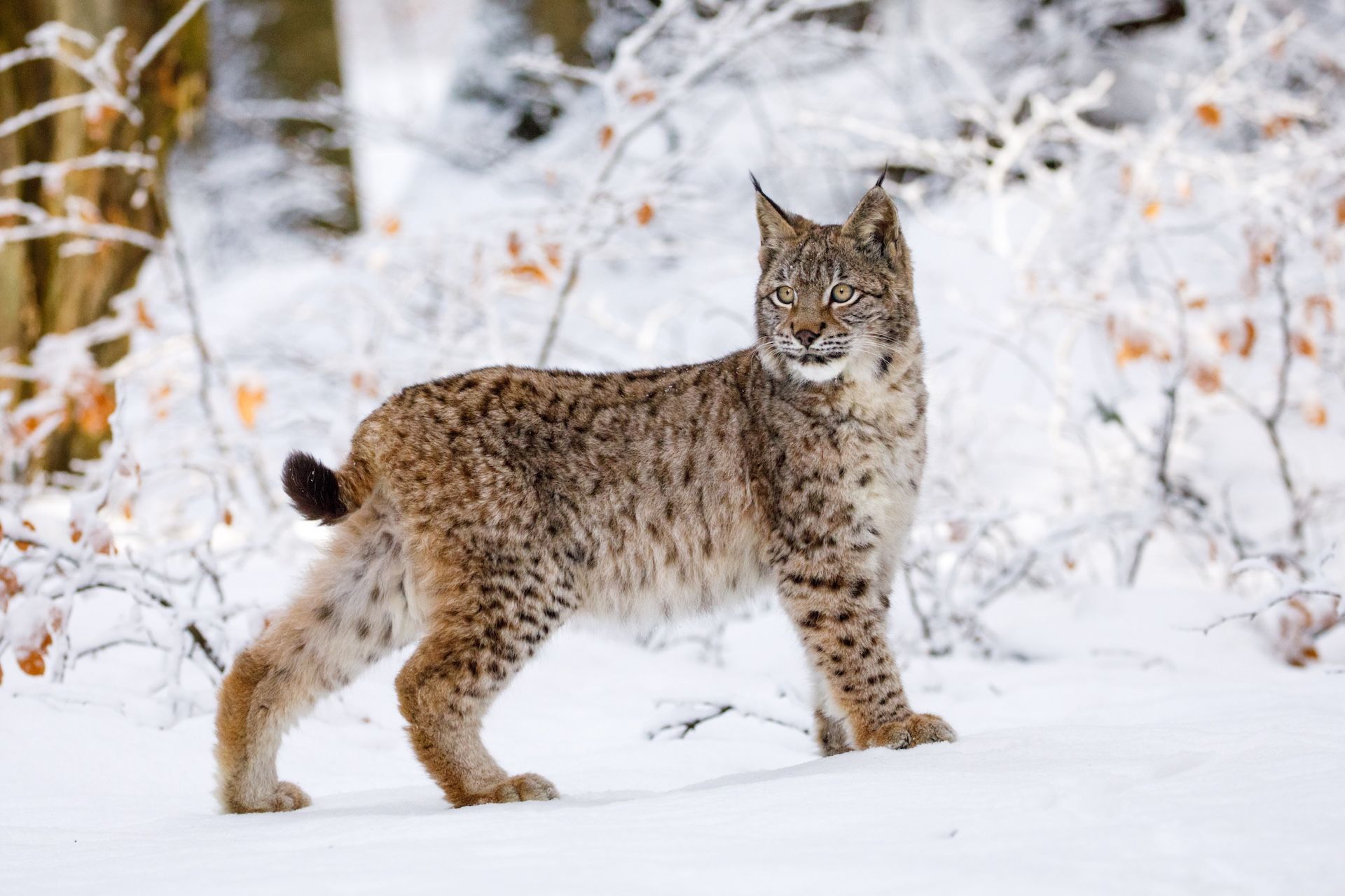 FGBLOG bobcat in snow.jpeg