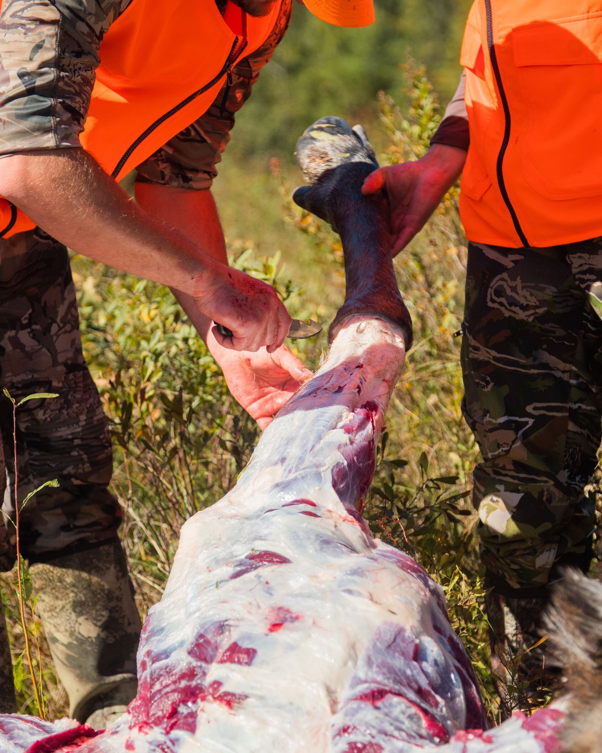 Two hunters use a knife to field dress an animal, choosing a hunting knife concept.