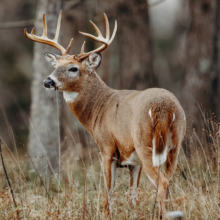 Hunt Where the Action Is