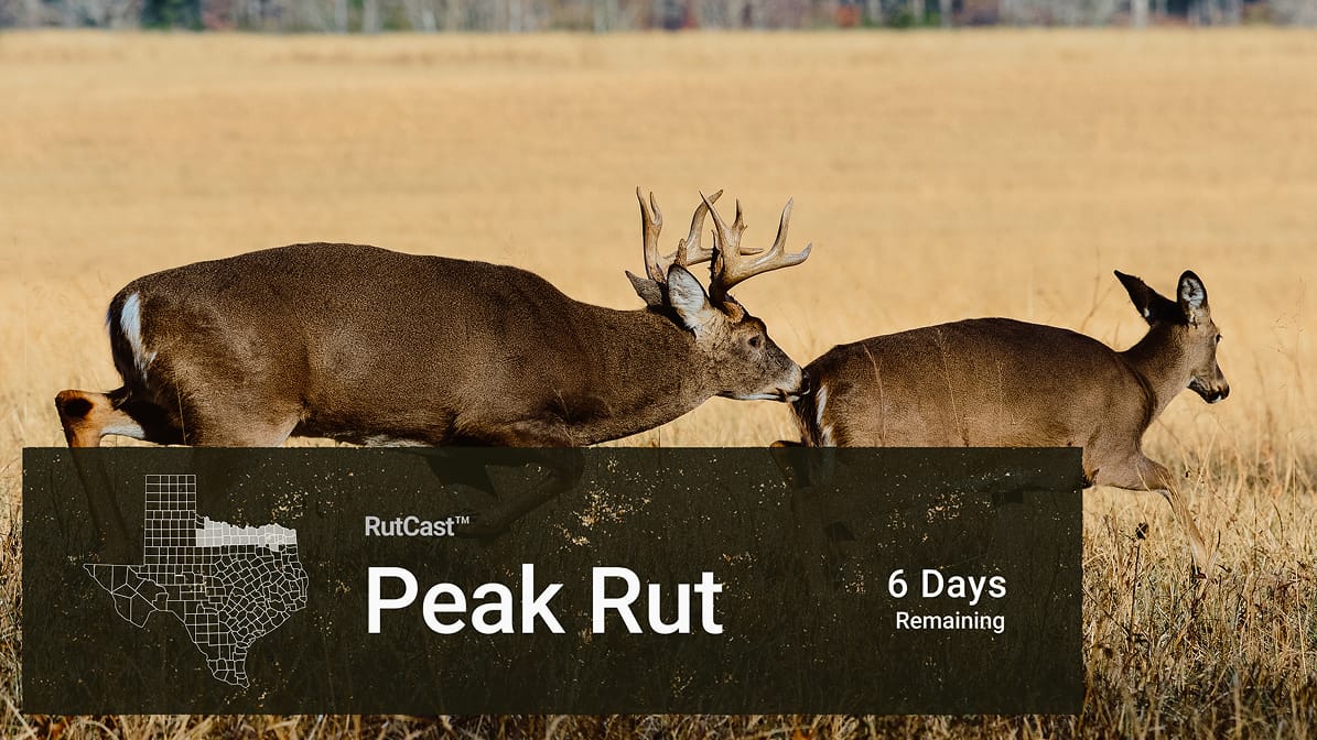 Data-Driven Insights for Better Hunts