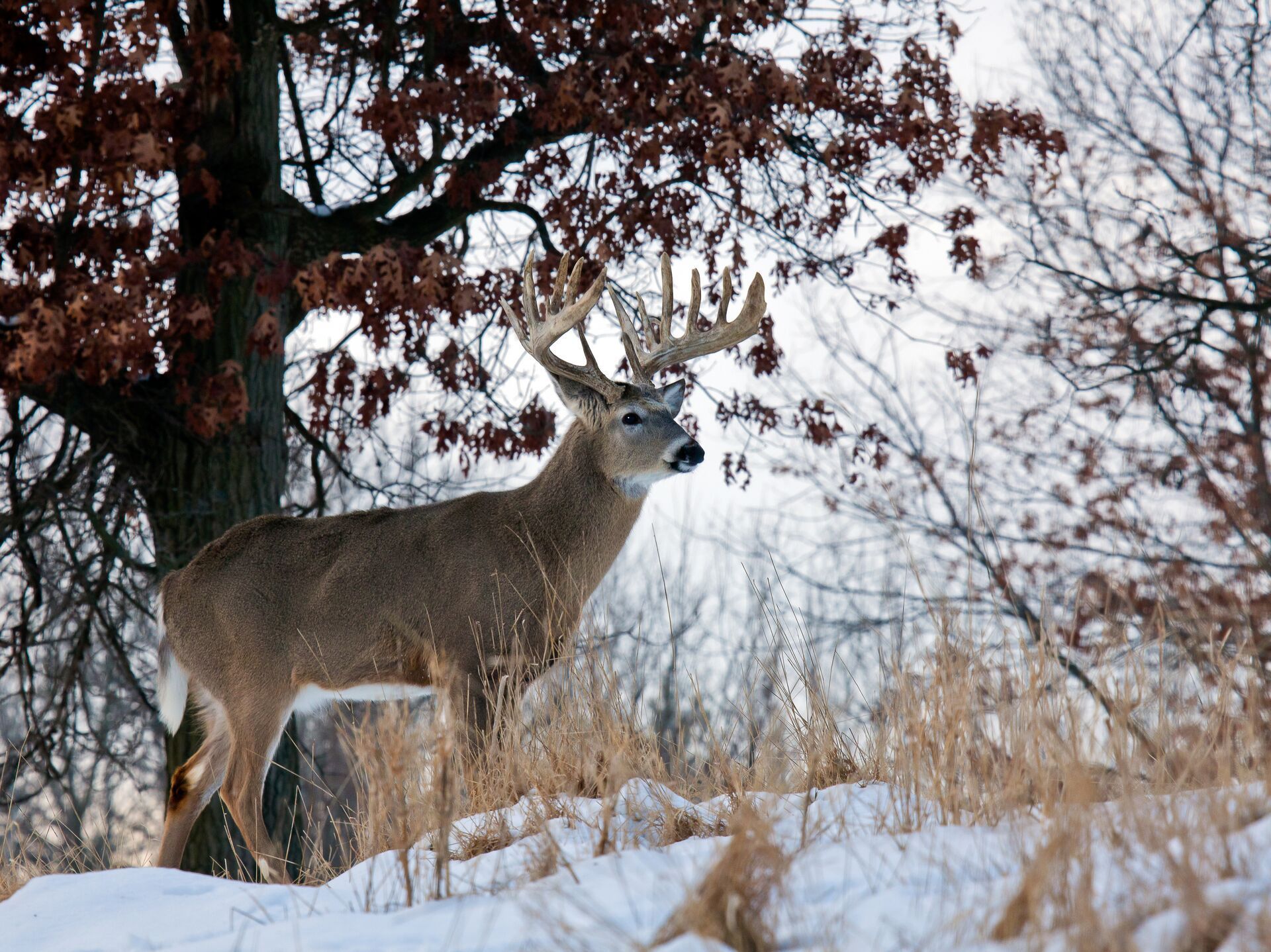 a-whitetail-buck-in-the-snow-by-a-tree-winter-whitetail-hunting-concept. 