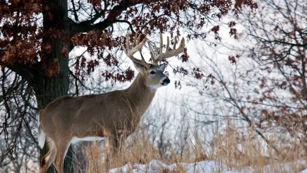 a-whitetail-buck-in-the-snow-by-a-tree-winter-whitetail-hunting-concept. 