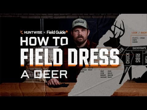 How To Field Dress A Deer