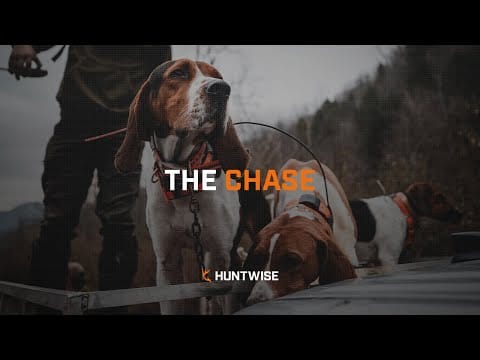 The Chase: Black Bear Hunting in West Virginia