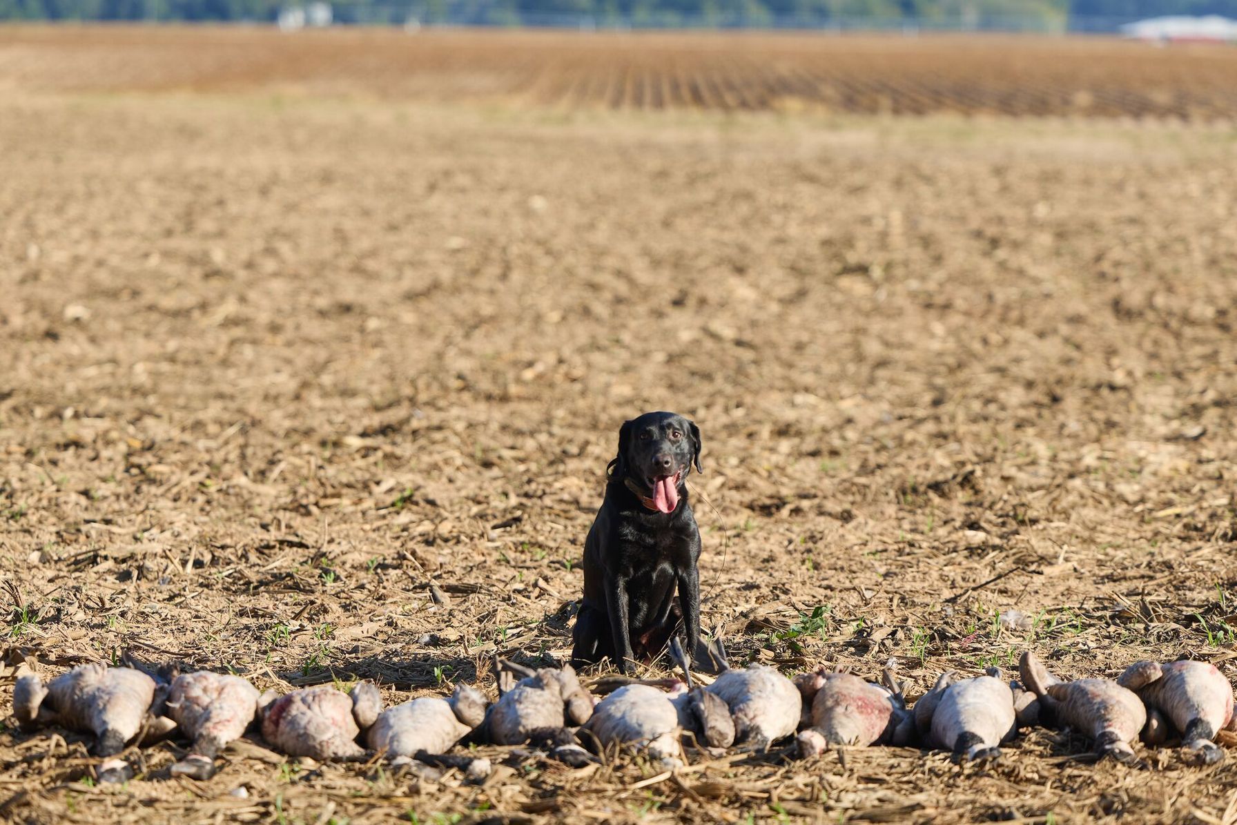 Dog sits behind a line of geese after hunt, find public waterfowl hunting land Arkansas concept. 