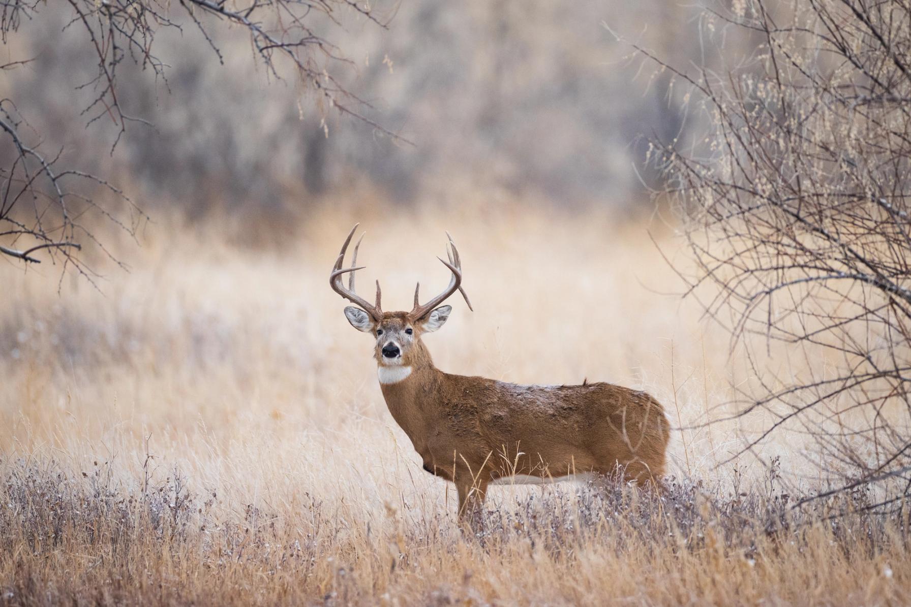 A white tail in the trees, mule deer vs whitetail concept.