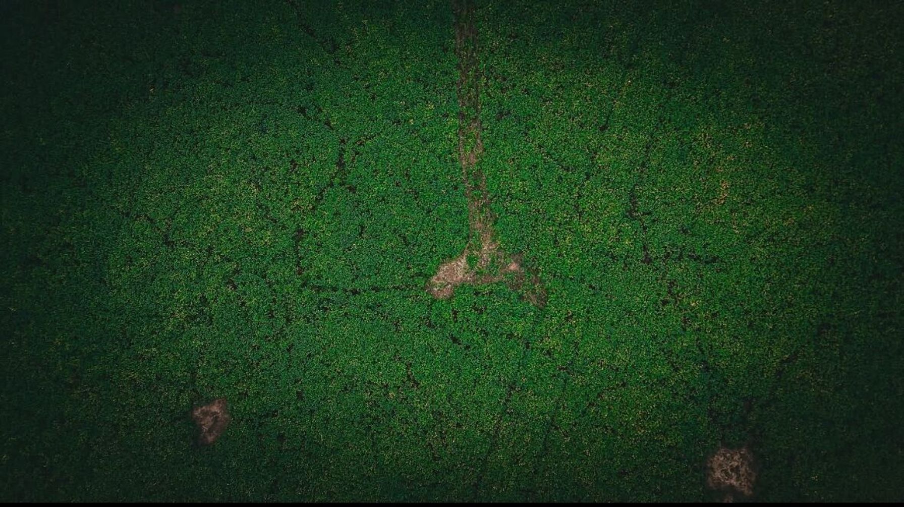 Overhead view of food plot.