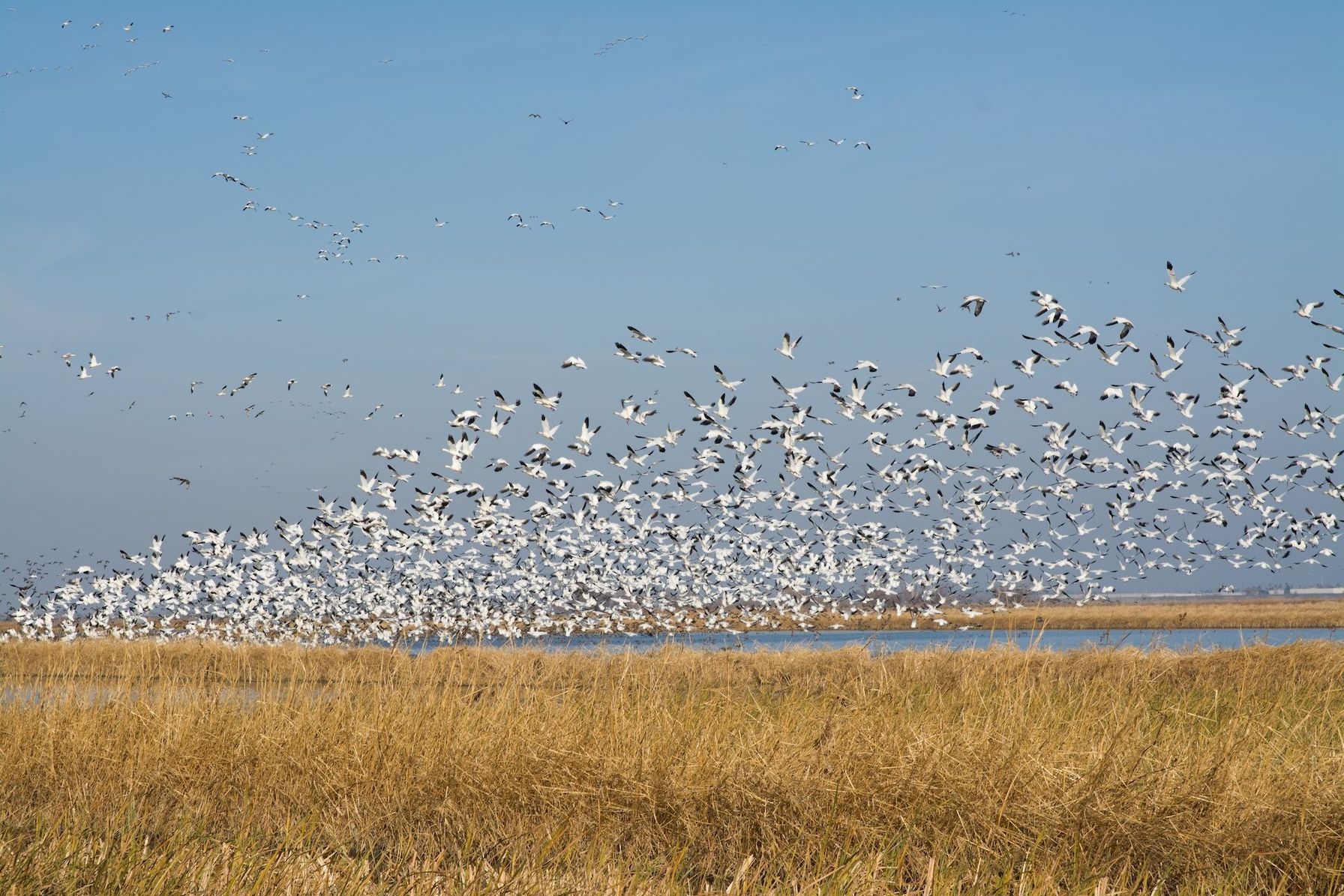 Large flock of snow geese in flight, Missouri snow goose season concept.
