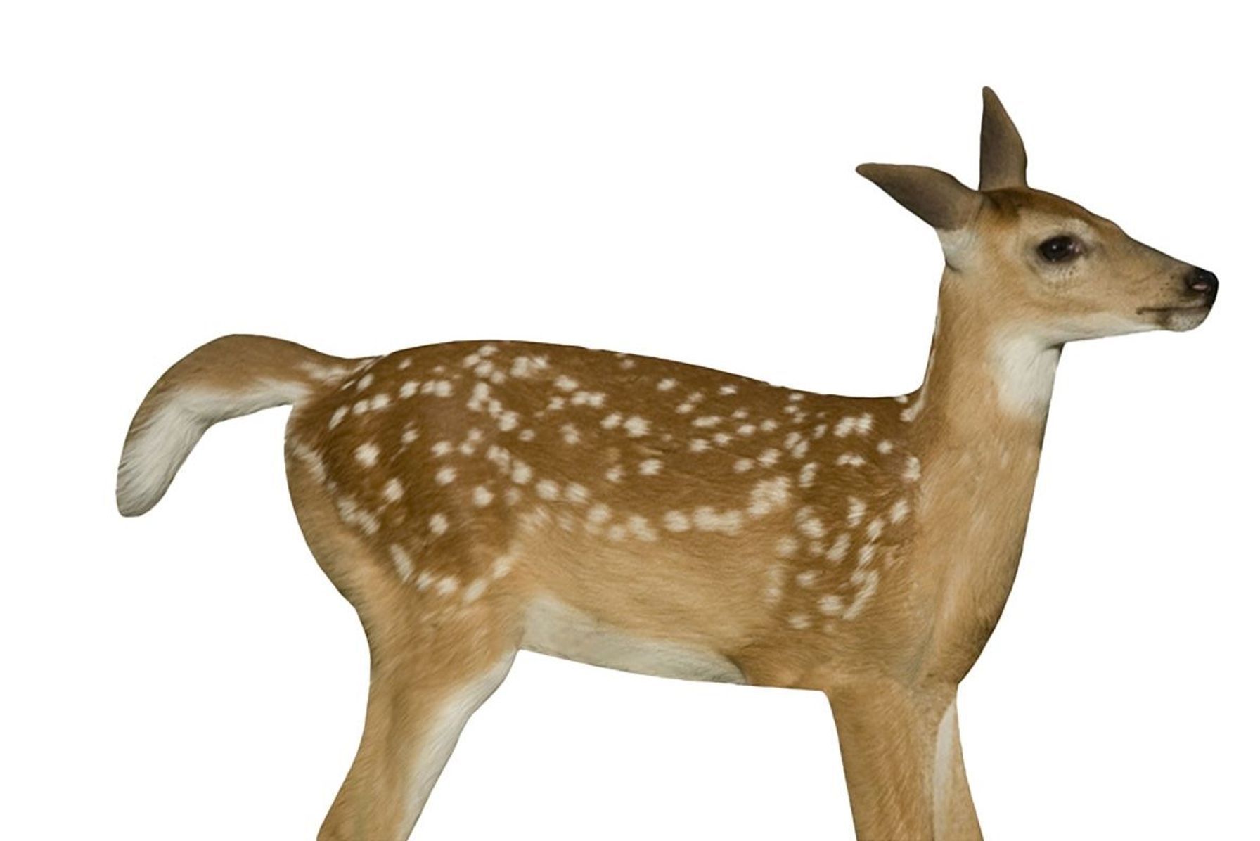 The Montana Decoy Co. Fawnzy decoy for coyote hunting.