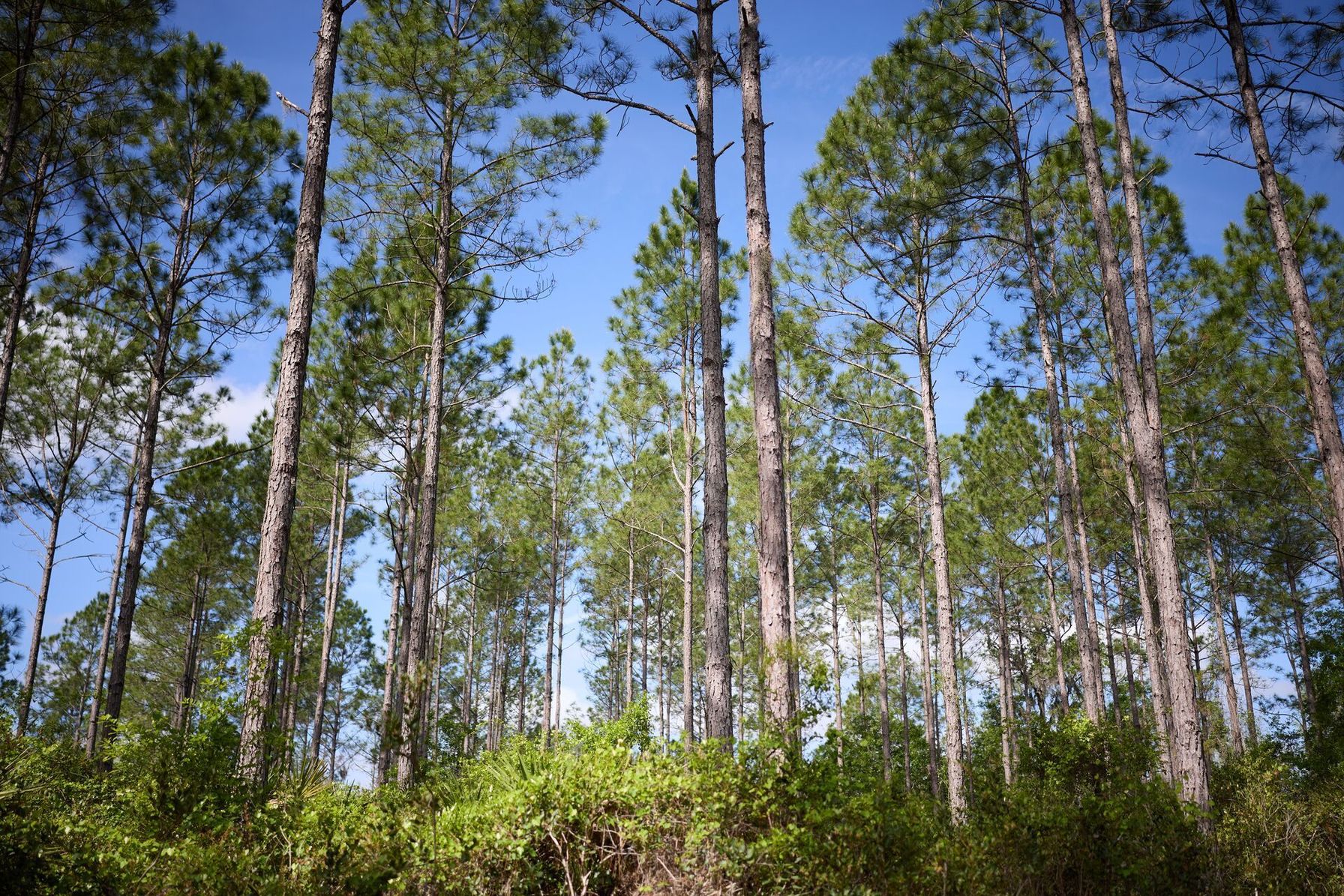 Florida hunting land with tall trees, find free hunting land concept.