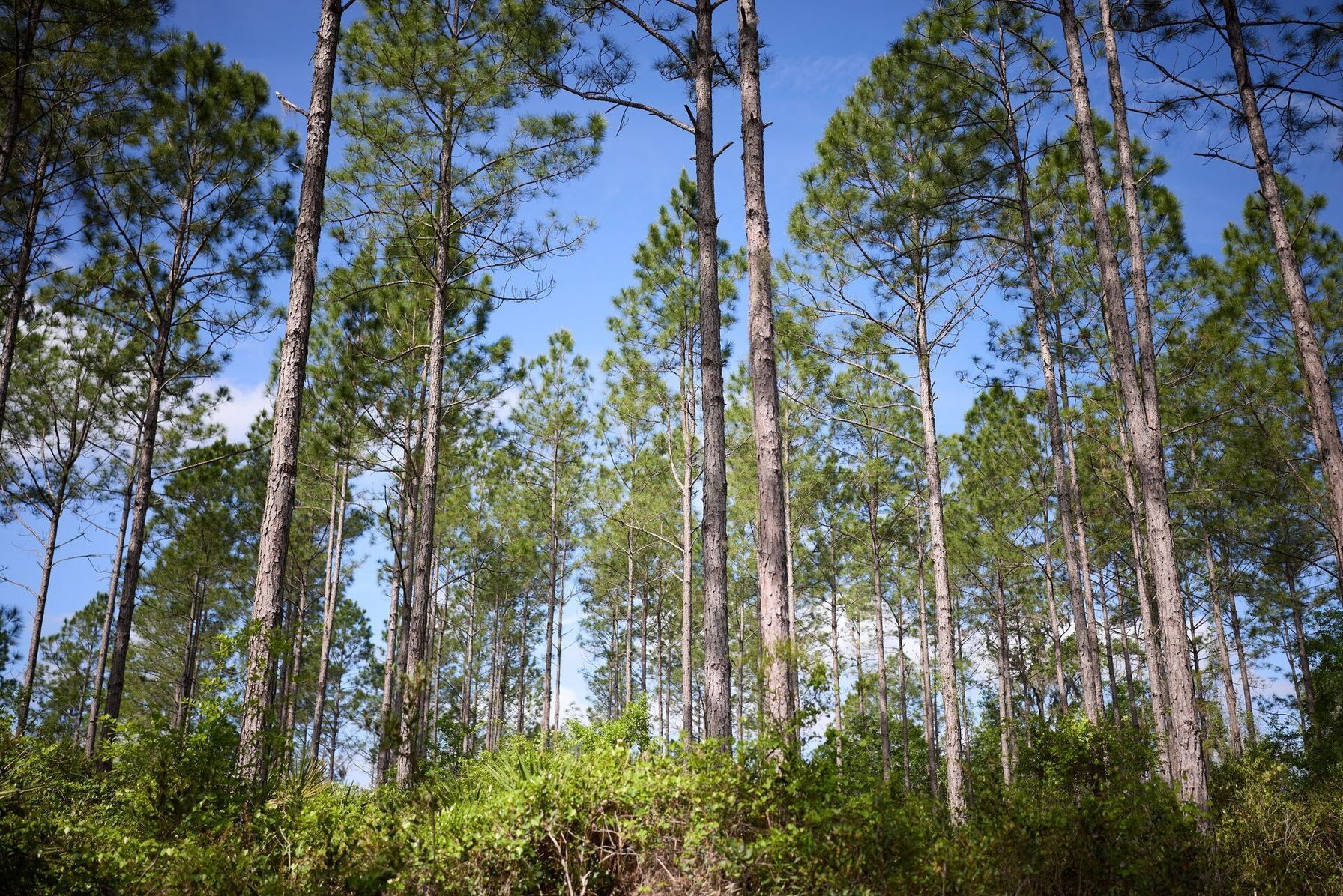 Florida hunting land, Osceola turkey range concept.
