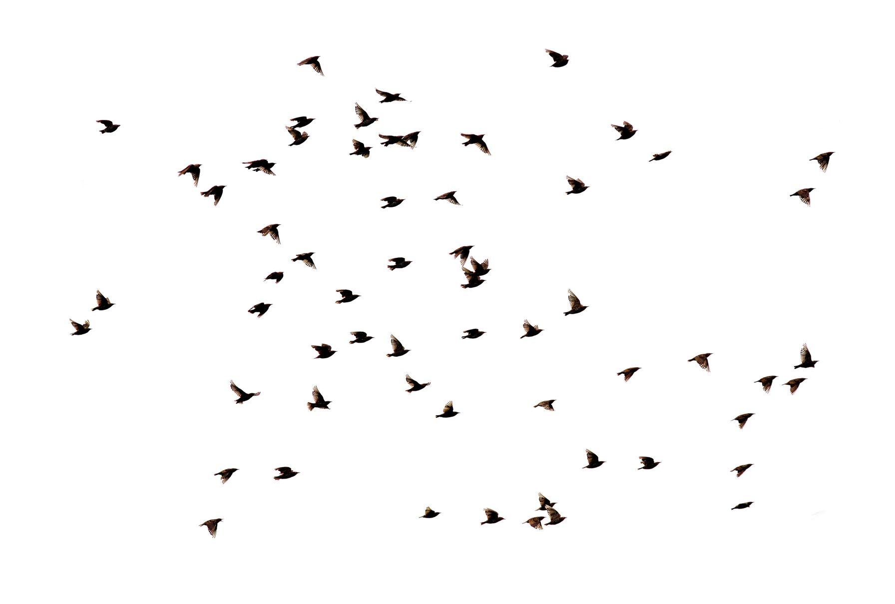 Many starlings flying, hunting invasive species concept.