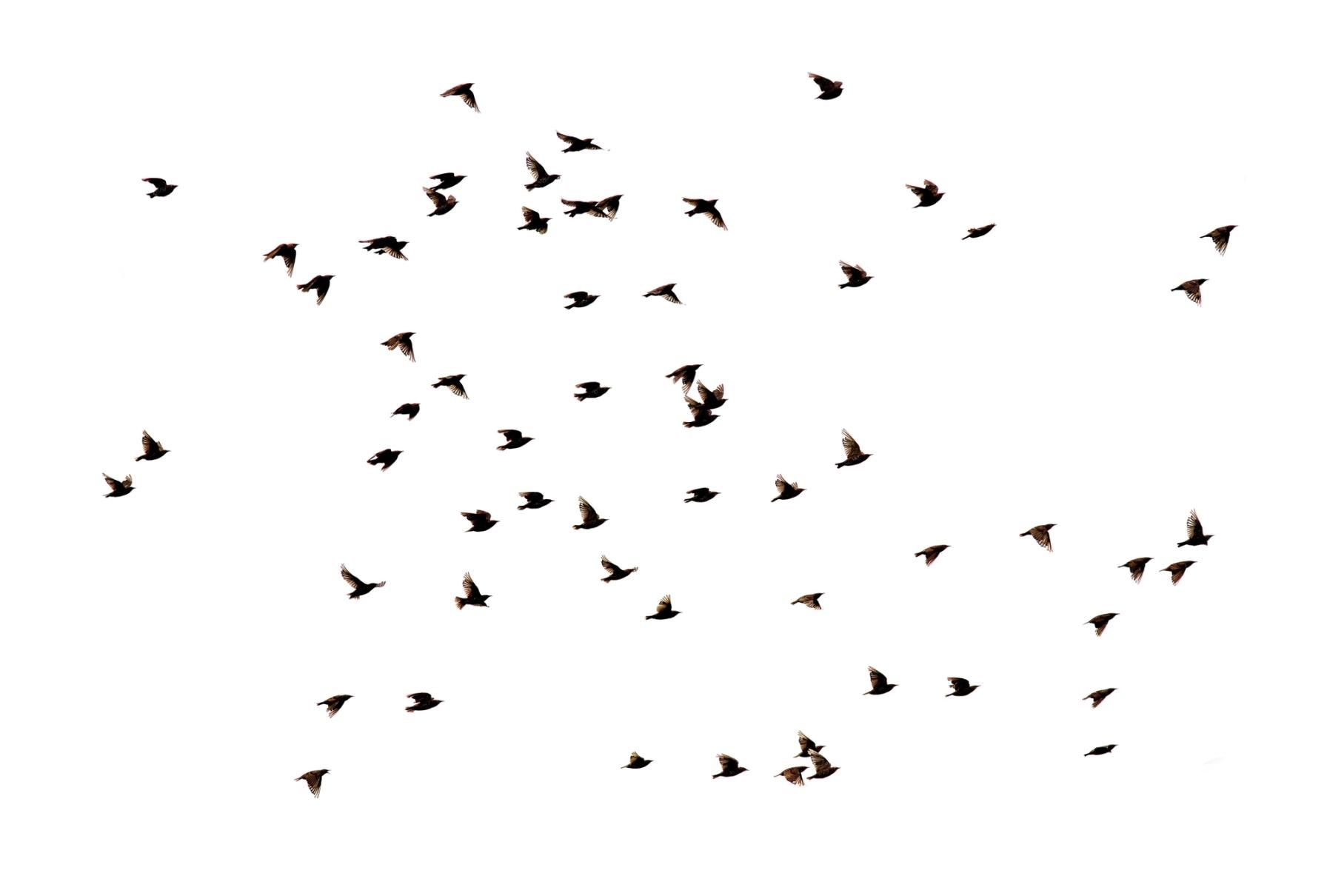 Many starlings flying, hunting invasive species concept.