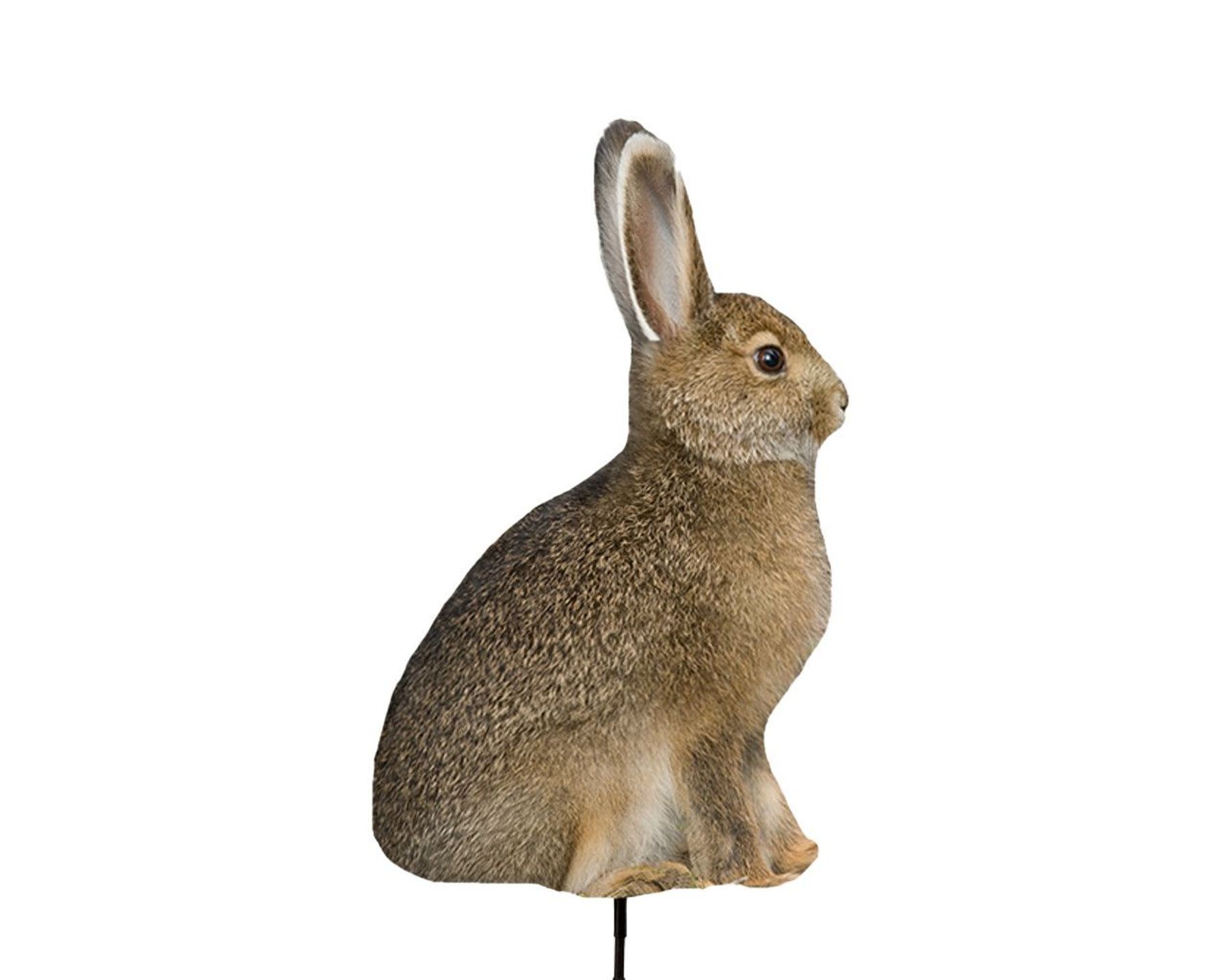 Montana Decoy Co. Miss Hoptober coyote decoy shown on a white background.