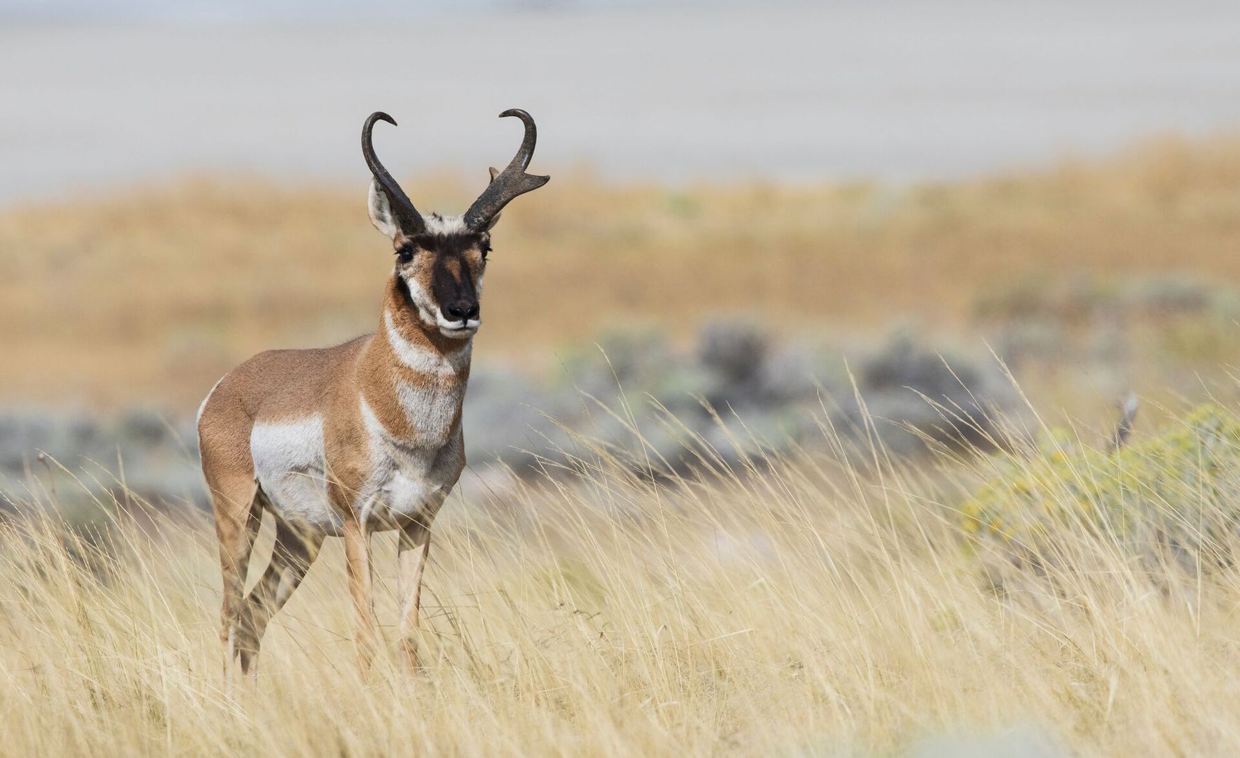 A pronghorn stands alone in a field, hunting pronghorn antelope concept.