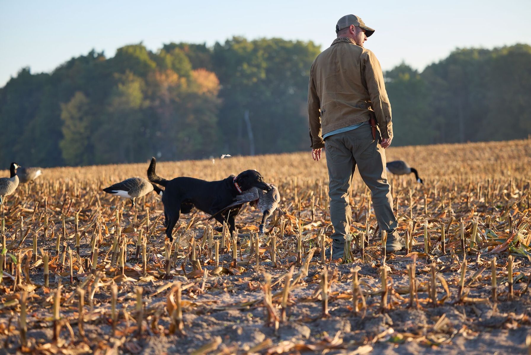 Hunter with dog carrying goose in field, find public waterfowl hunting land Ohio concept.