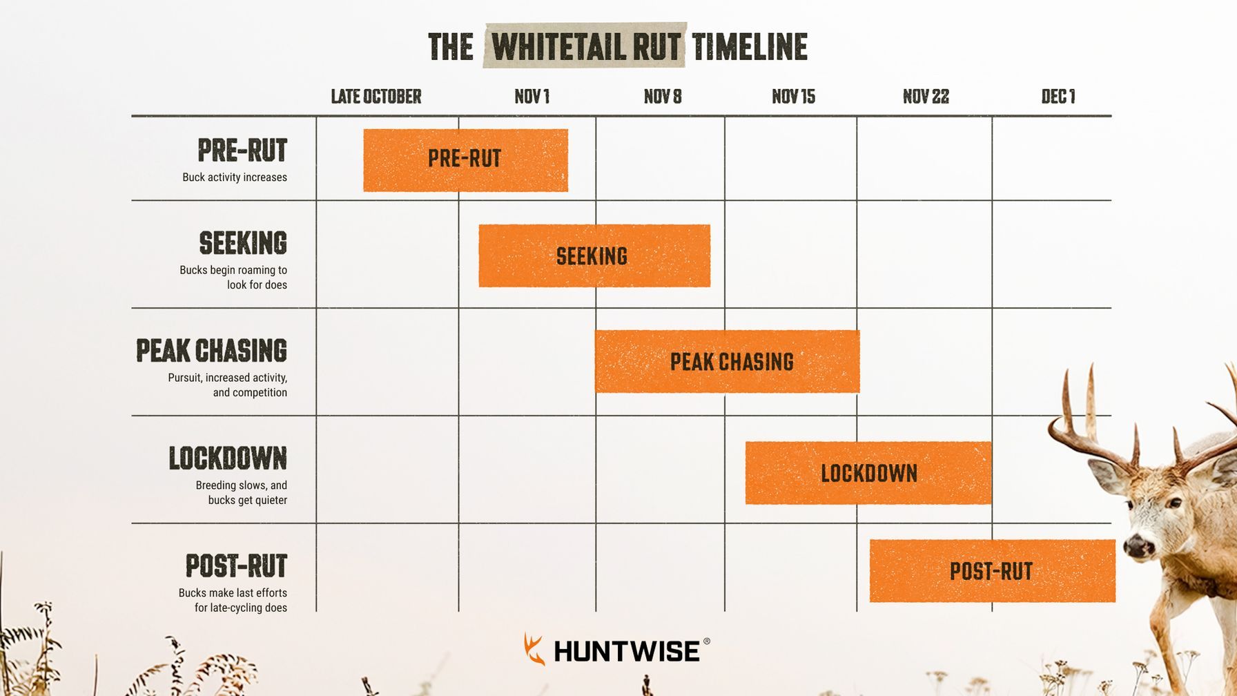 Infographic showing the whitetail rut phases and timeline, rut phases concept.