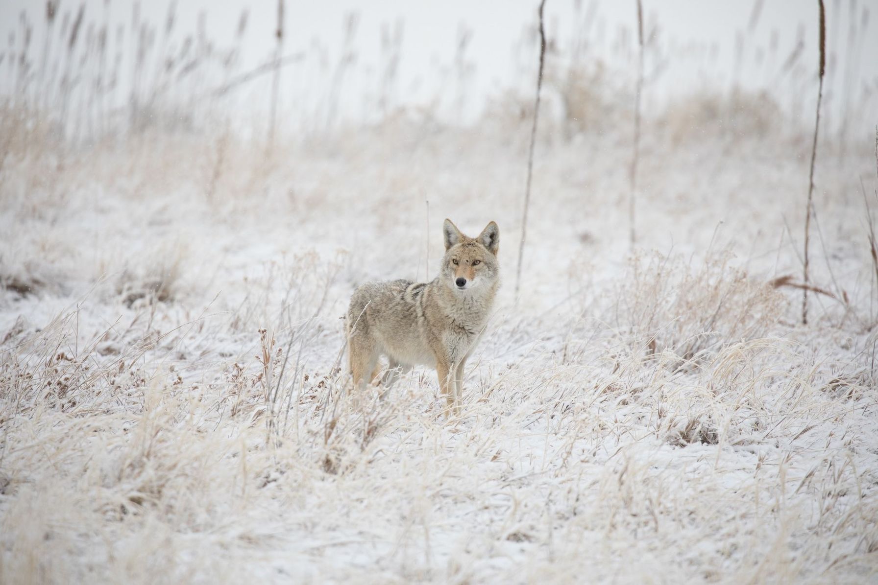 Coyote stands in snowy field, know the best times to hunt coyote concept.