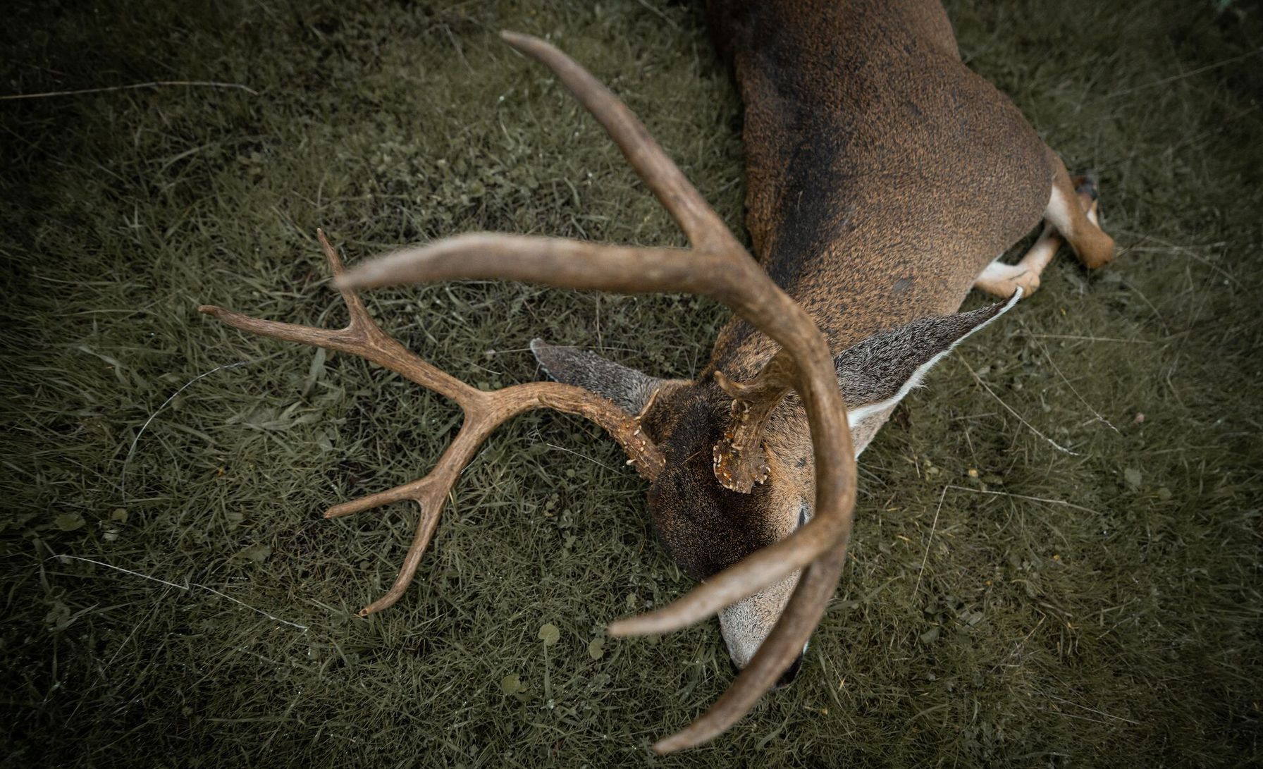 Looking down at a buck on the ground after hunt, pre rut hunting tips concept.