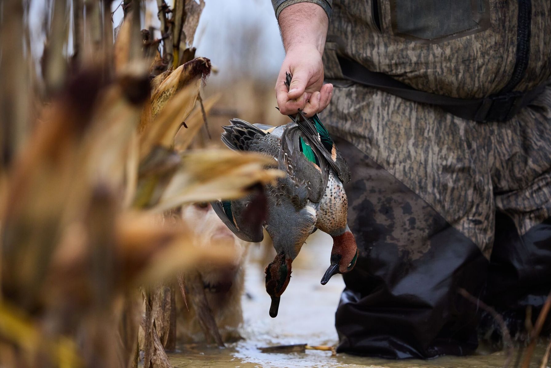 Close-up of hunter holding two ducks in the water, WMA duck hunting concept.