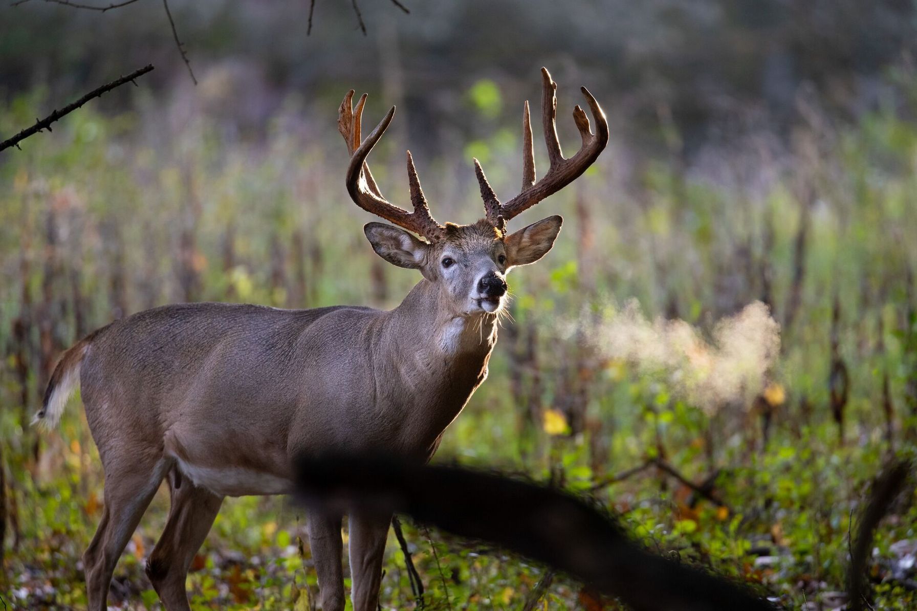 A deer buck showing his breath in the cold, hunting deer concept.