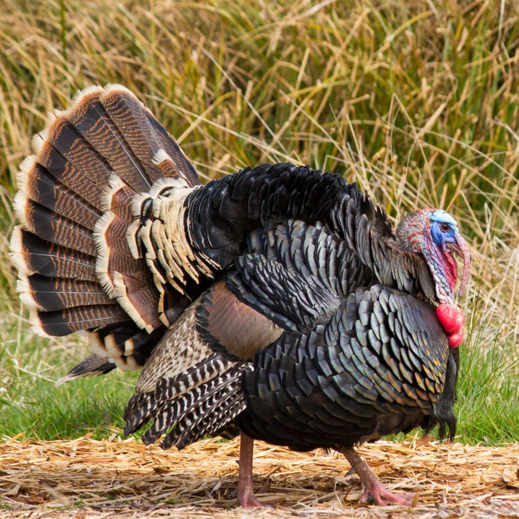 Side view of a Gould