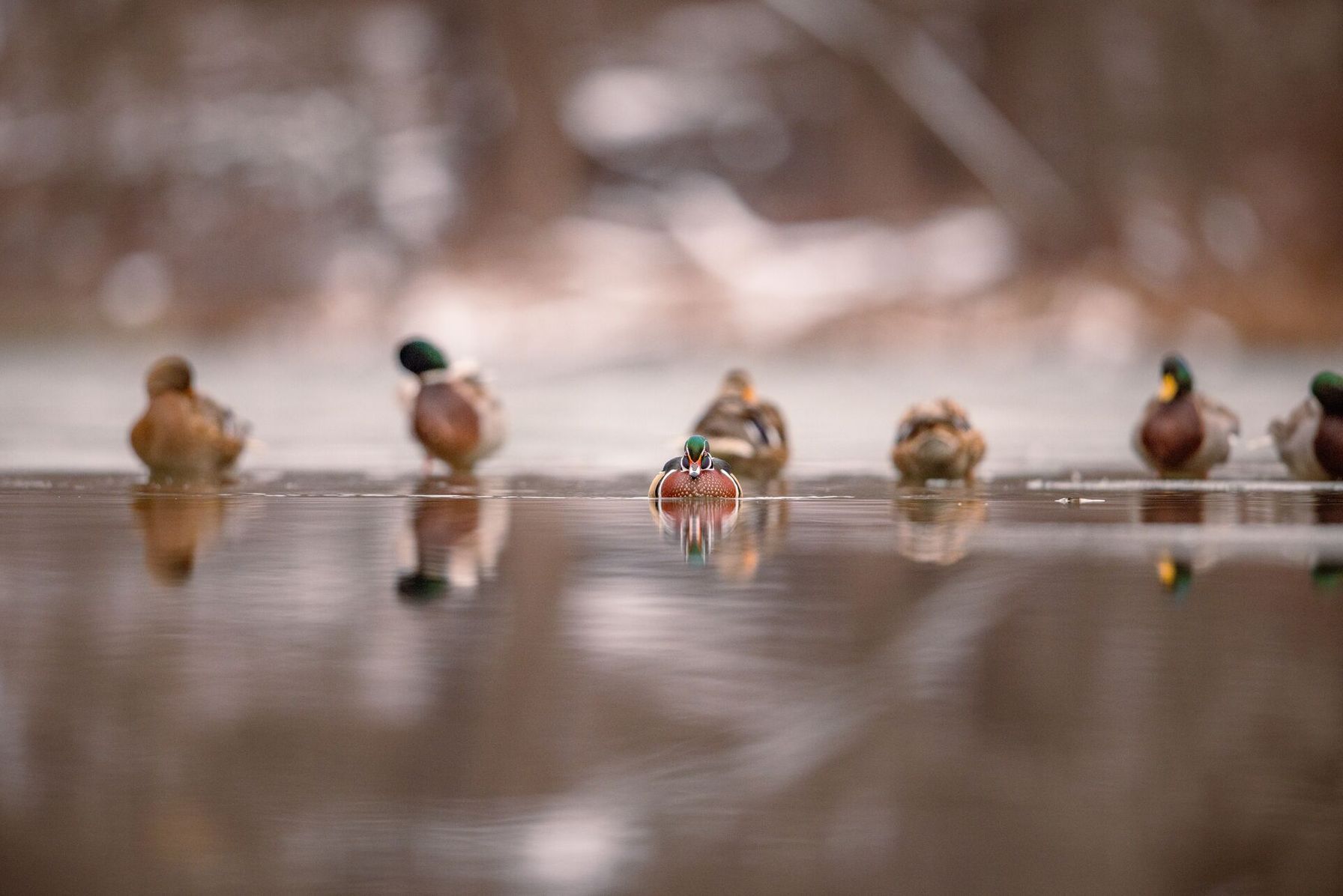 Several ducks sit on still water, Ohio waterfowl hunting land concept.