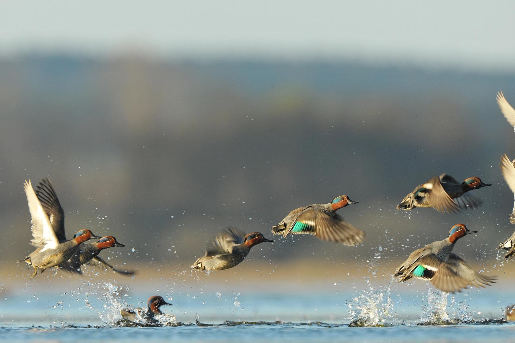Ducks taking flight over the water, Louisiana hunting concept.