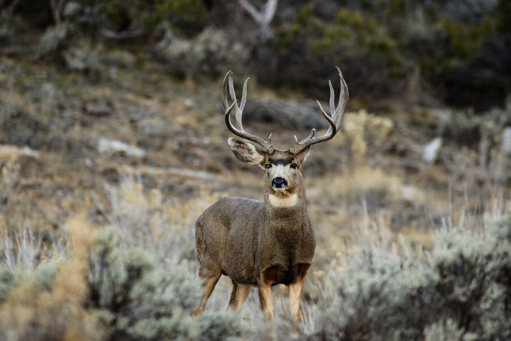 A mule deer in a field, deer season in Colorado concept.